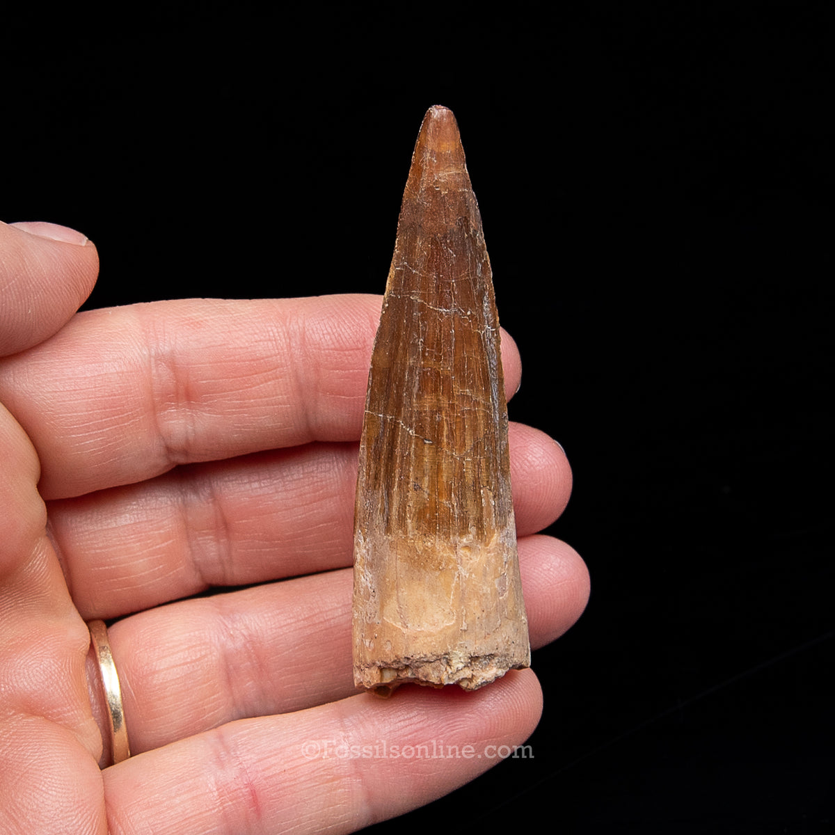Spinosaurus Dinosaur Tooth Med Case