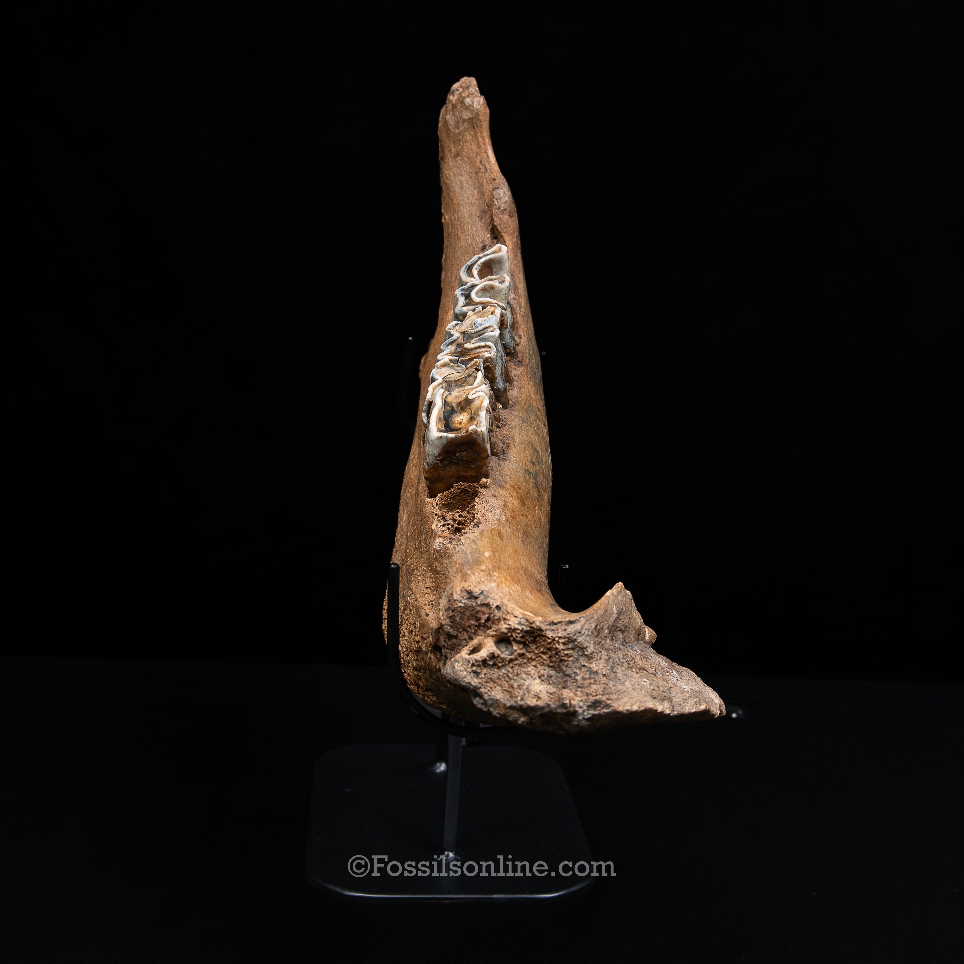 Woolly Rhino Jaw