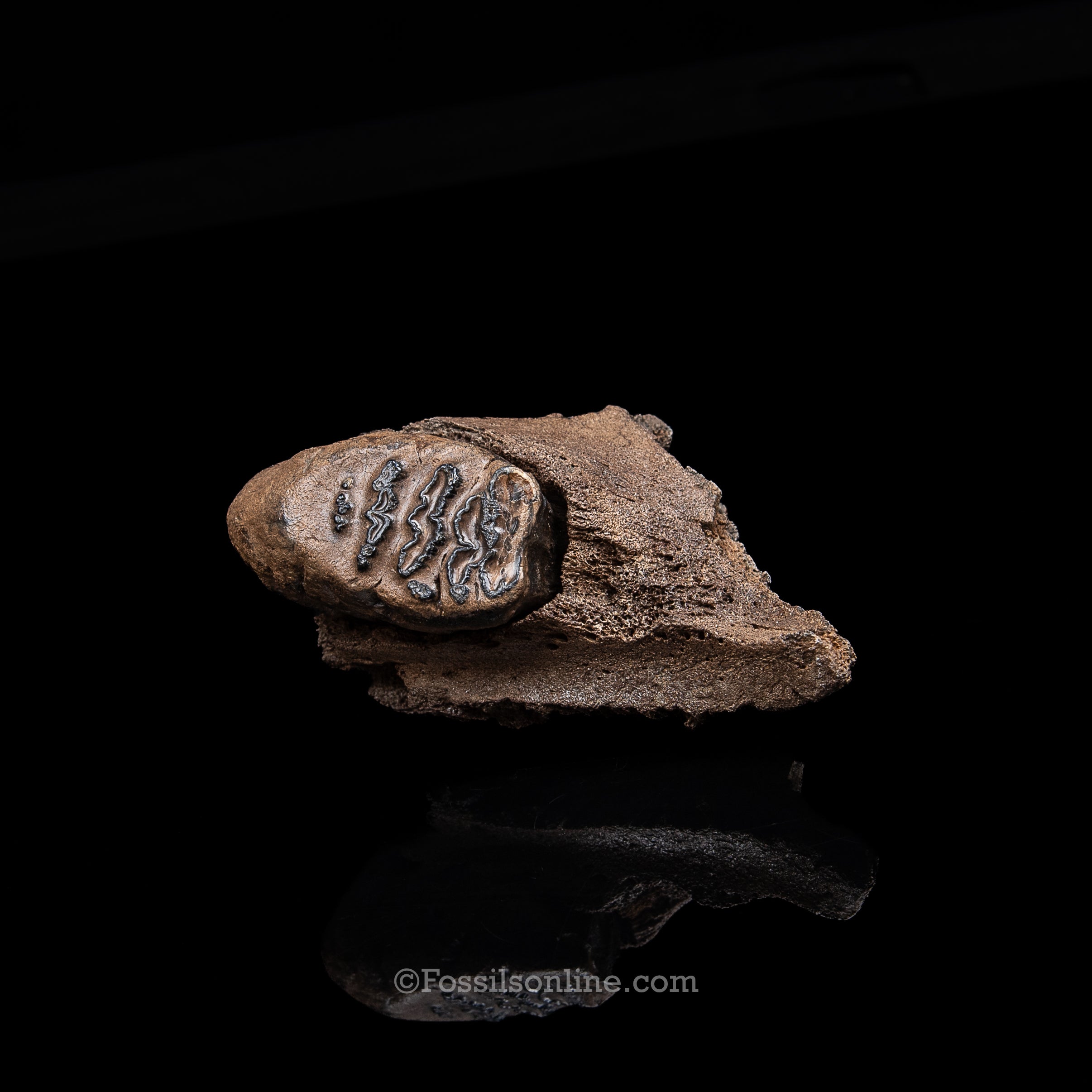 Juvenile Woolly Mammoth Molar in Maxilla Fragment