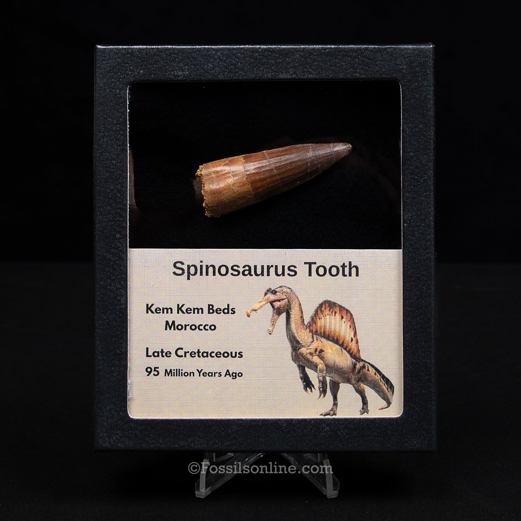 Spinosaurus Dinosaur Tooth Med Case