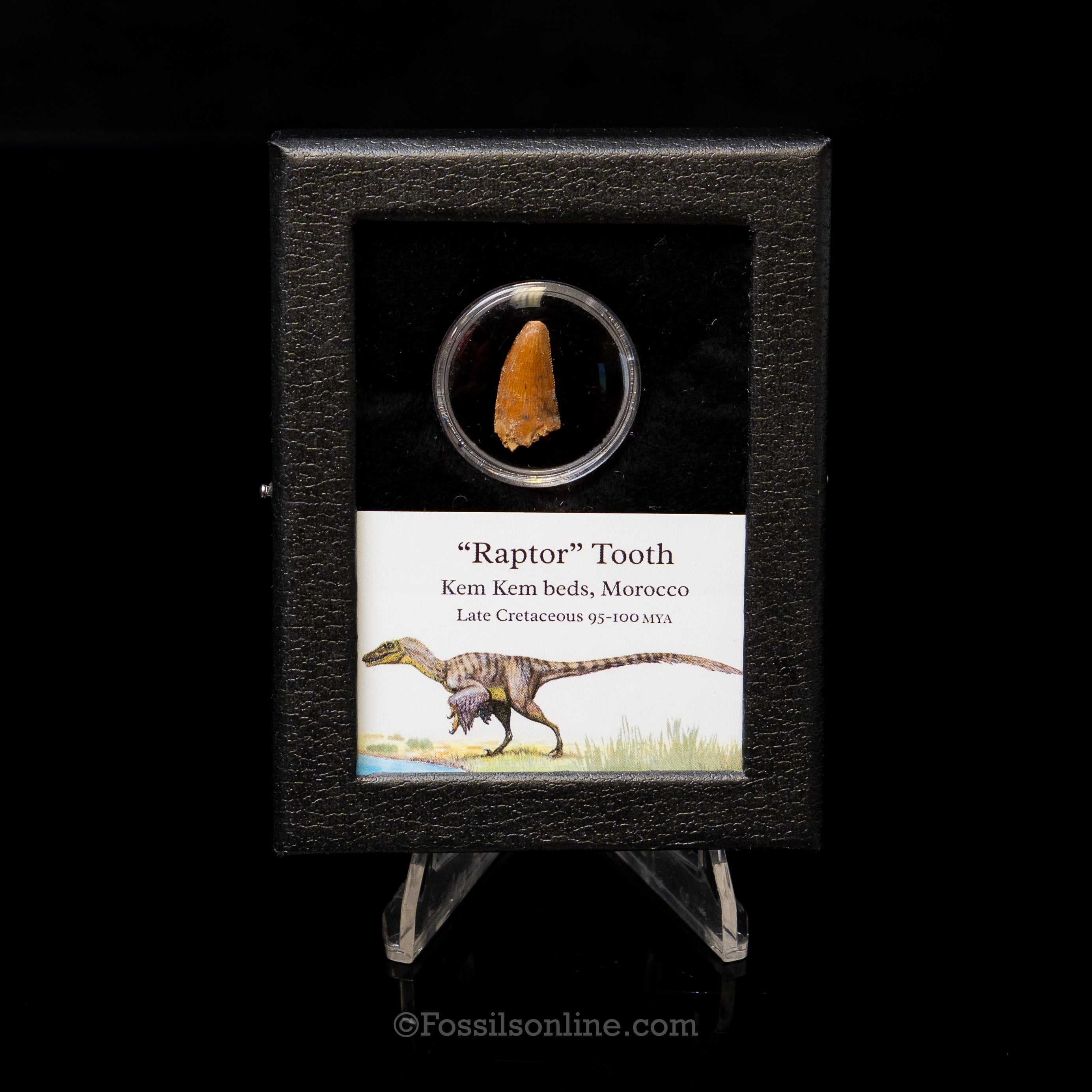 Theropod Dinosaur Tooth "Raptor" in a sm display case