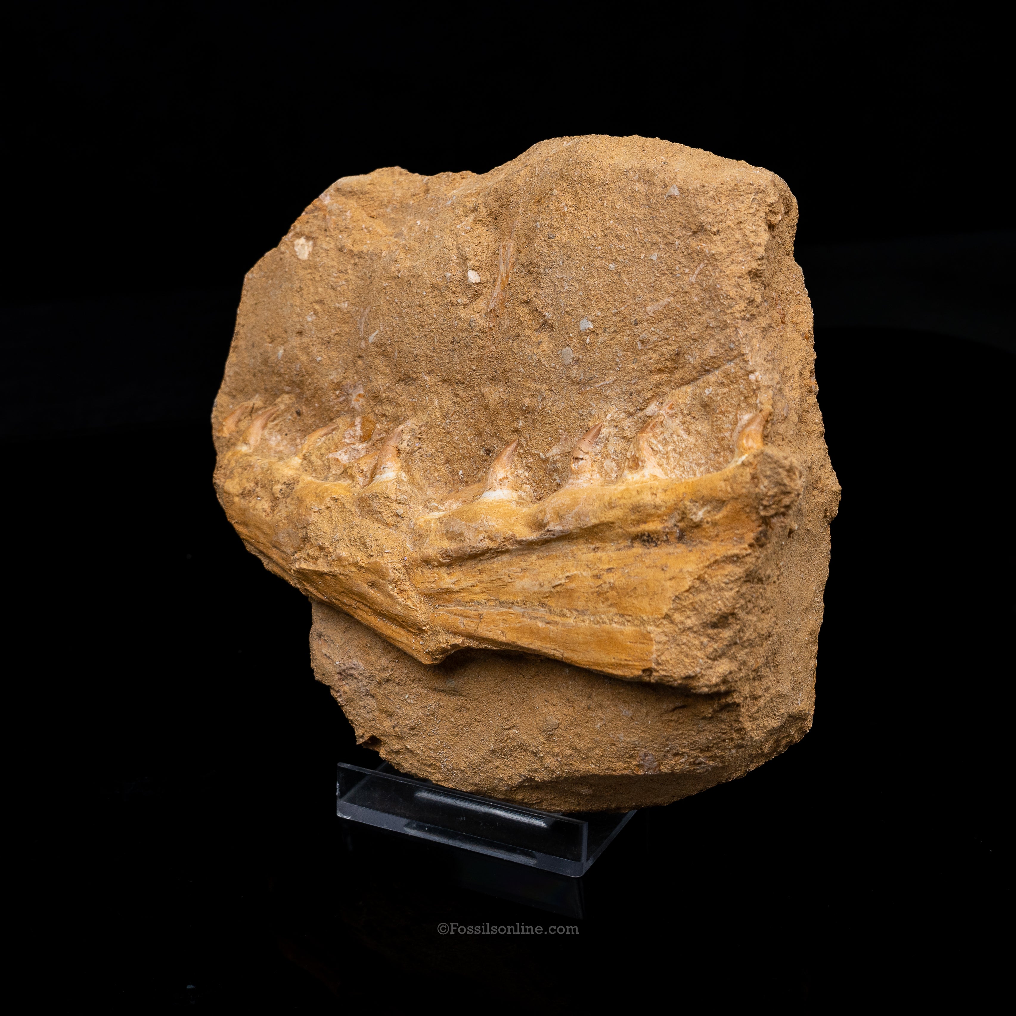 Mosasaur Jaw in Matrix