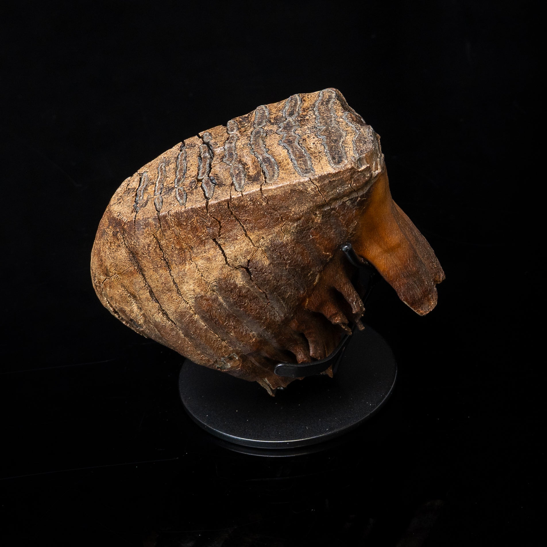 Juvenile Woolly Mammoth Tooth on Display Stand