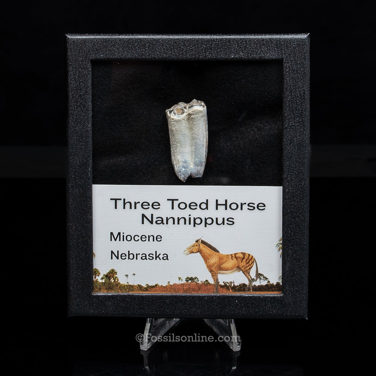 Three Toed Horse Tooth in a Med Case