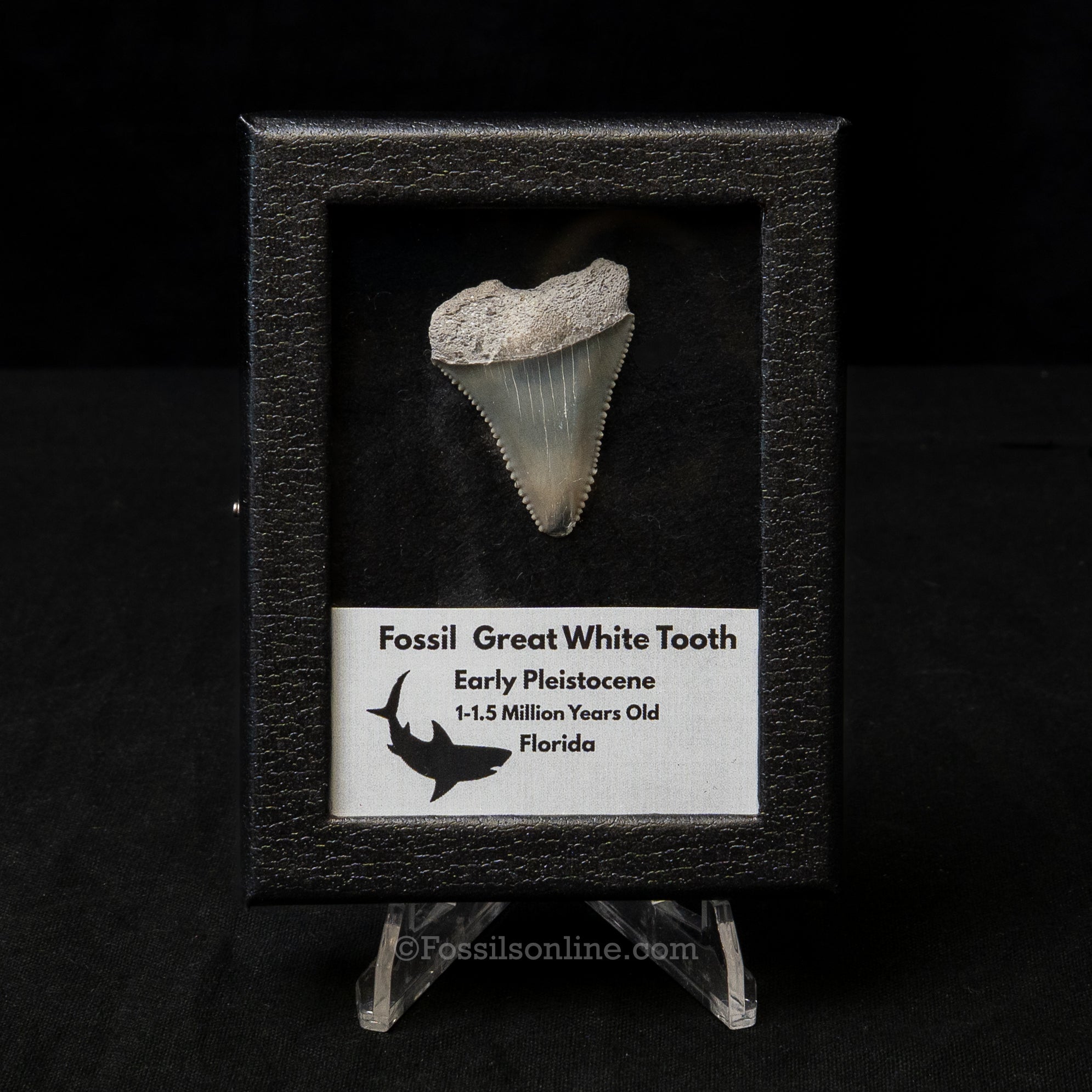 Florida Fossil Great White Tooth in Display Case