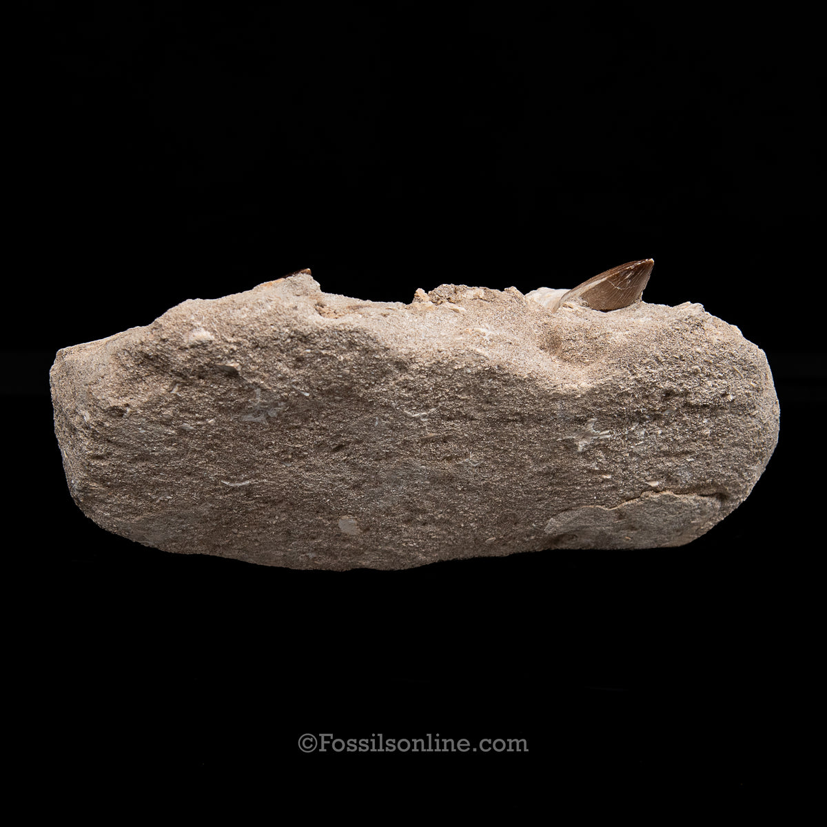 Mosasaur Jaw in Matrix