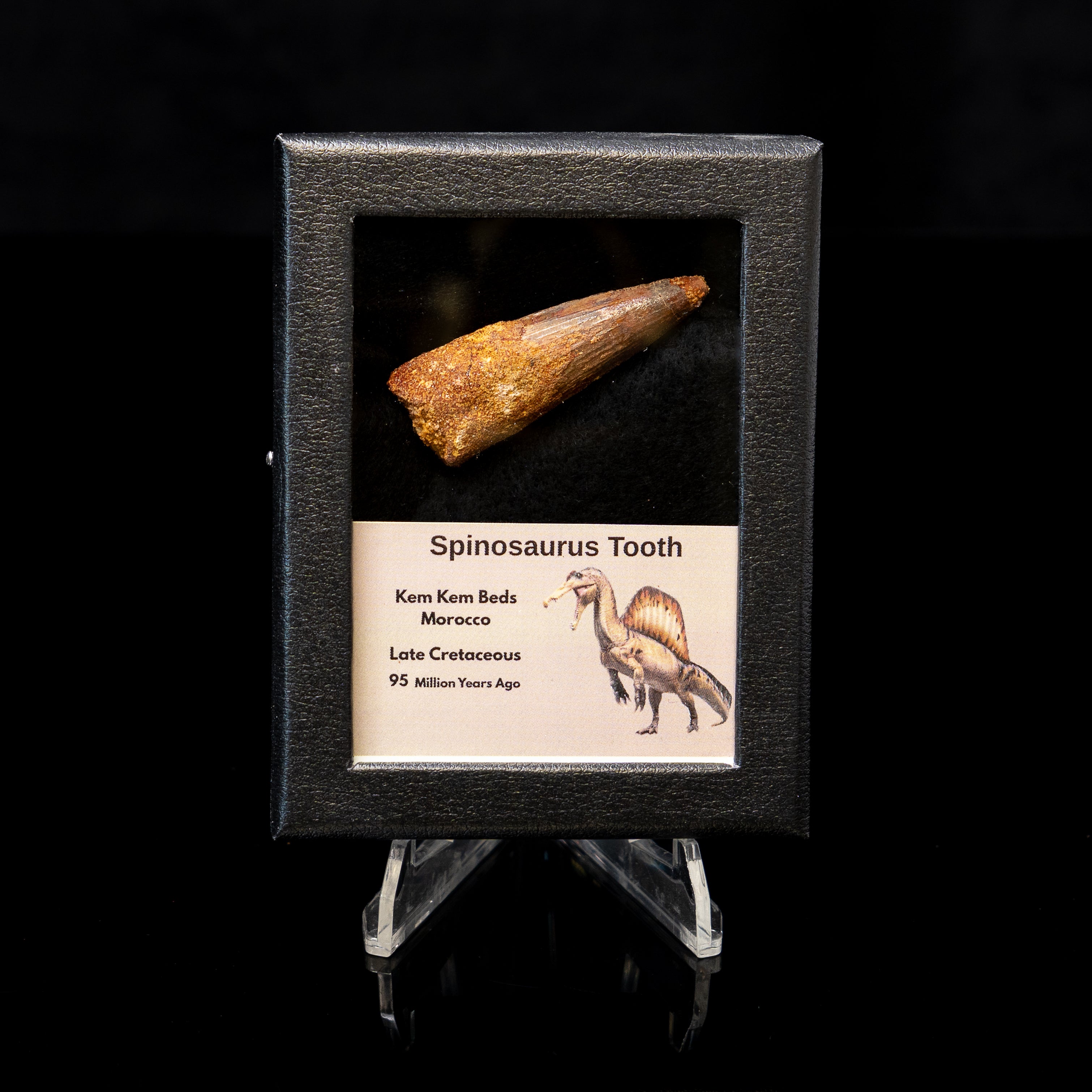 Spinosaurus Dinosaur Tooth Sm Case
