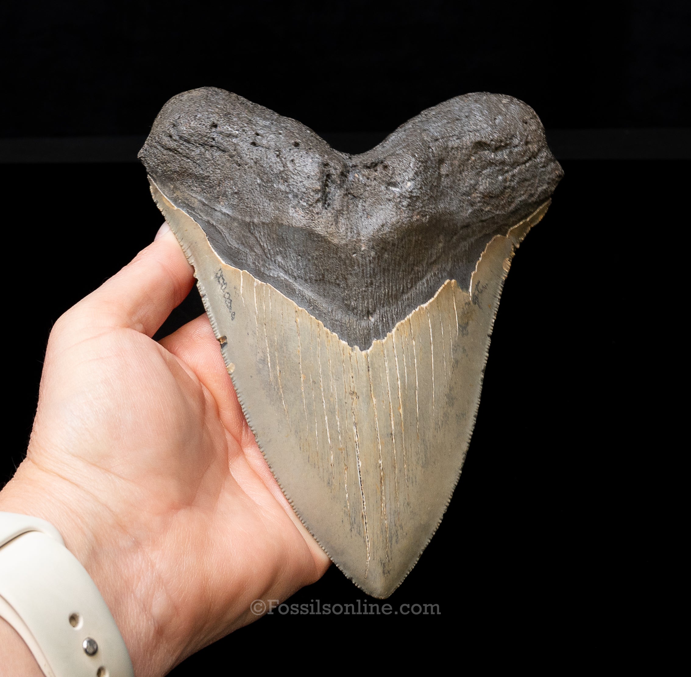 North Carolina Megalodon 6.125"