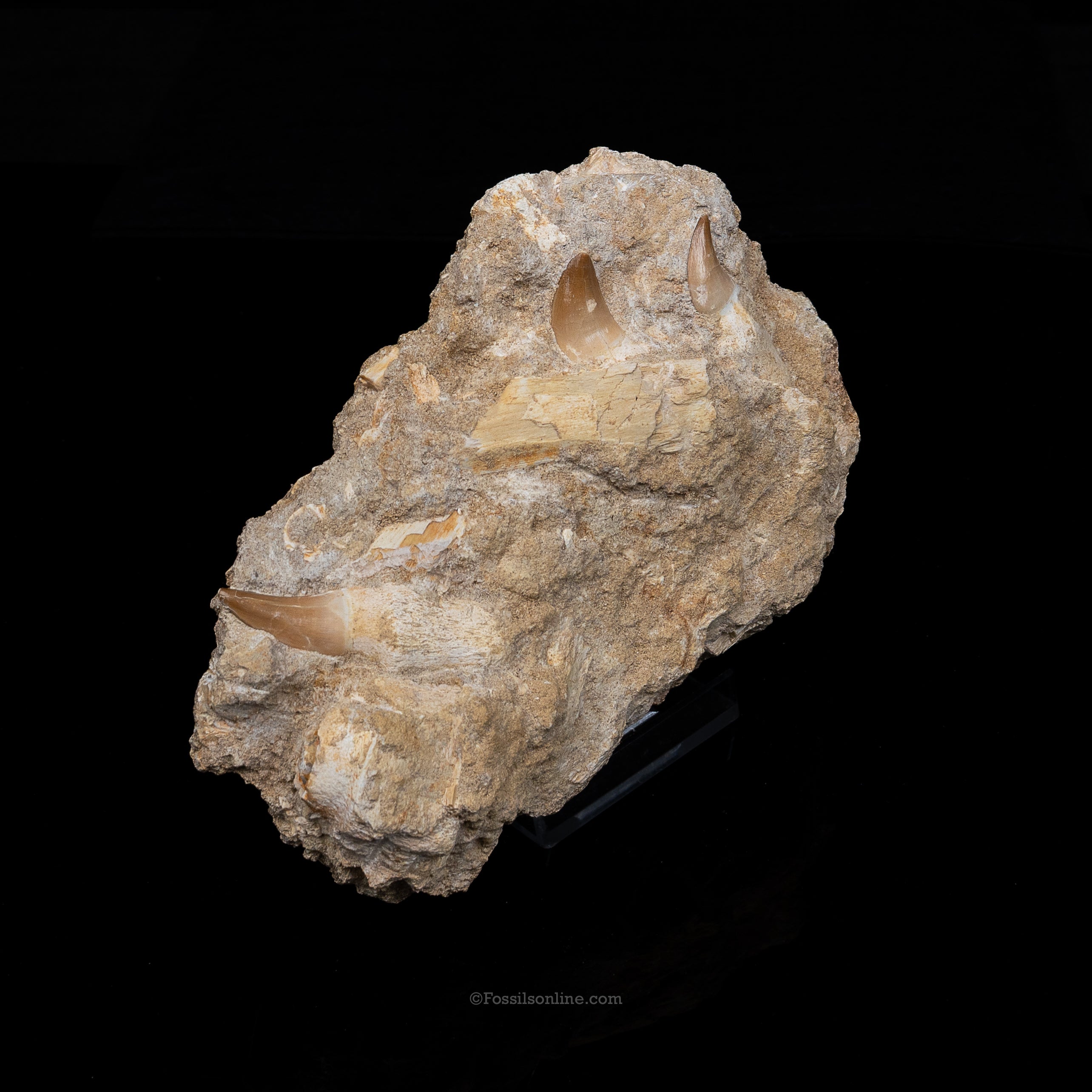 Mosasaur Jaw in Matrix