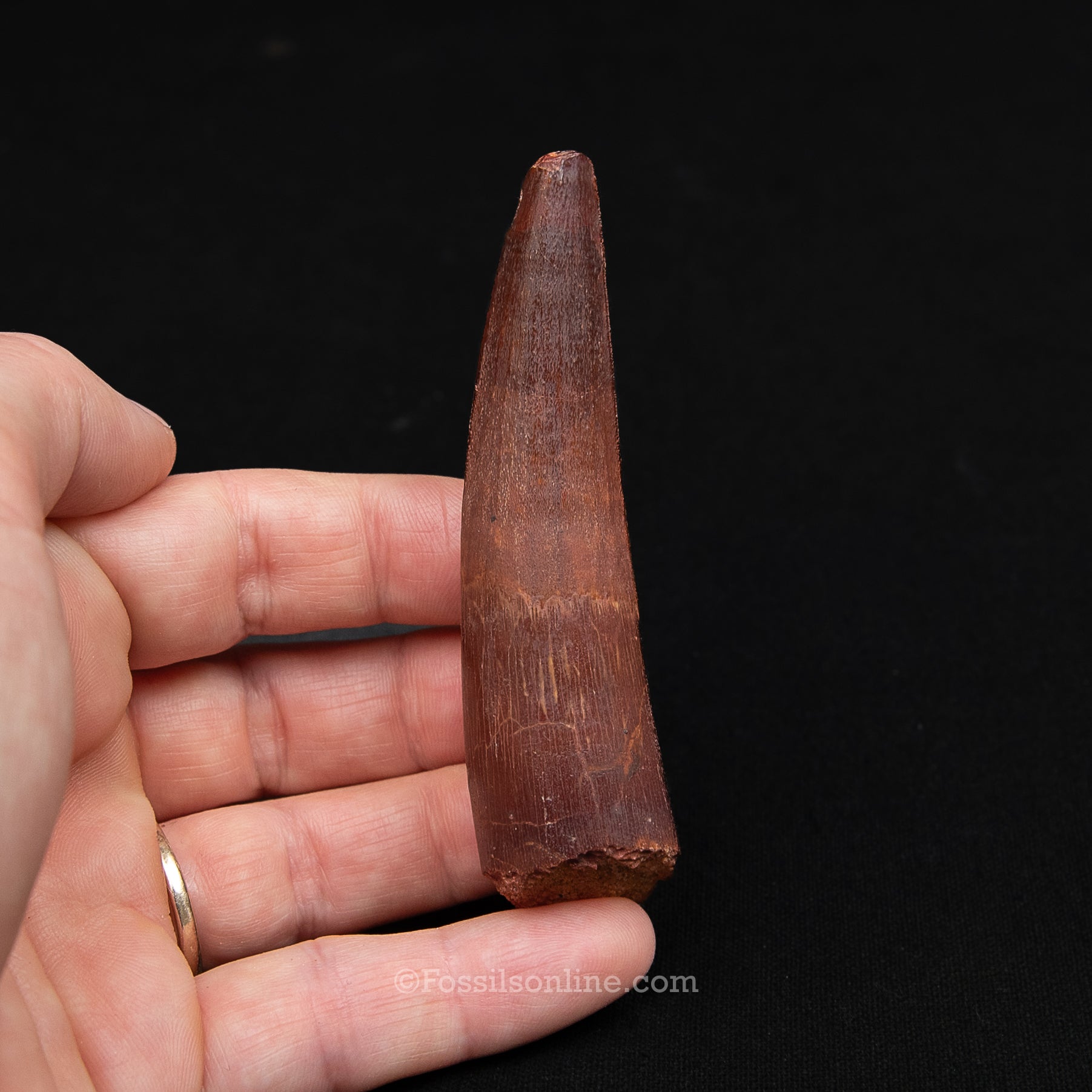Spinosaurus Dinosaur Tooth in Lg Case