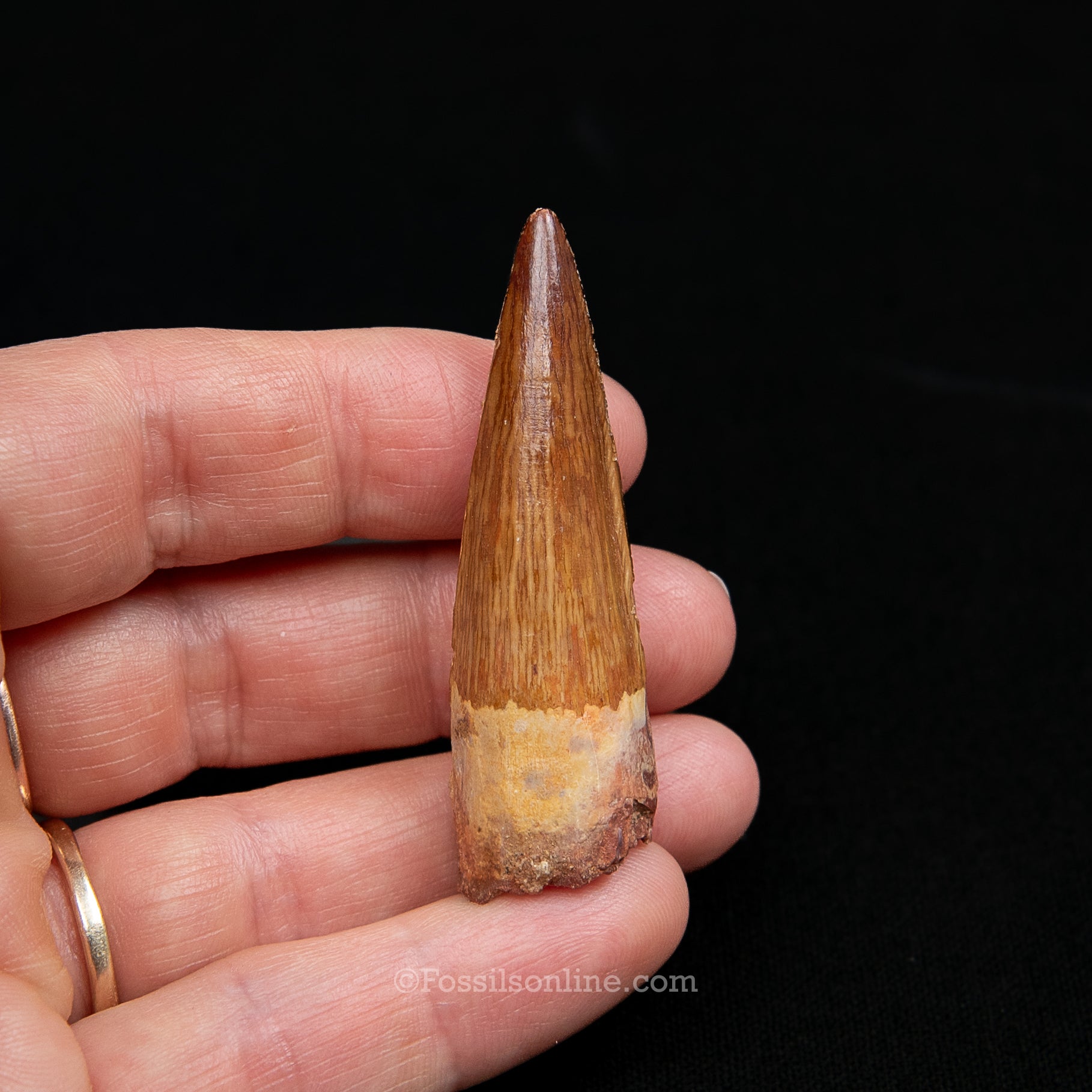 Premium Spinosaurus Dinosaur Tooth Med Case