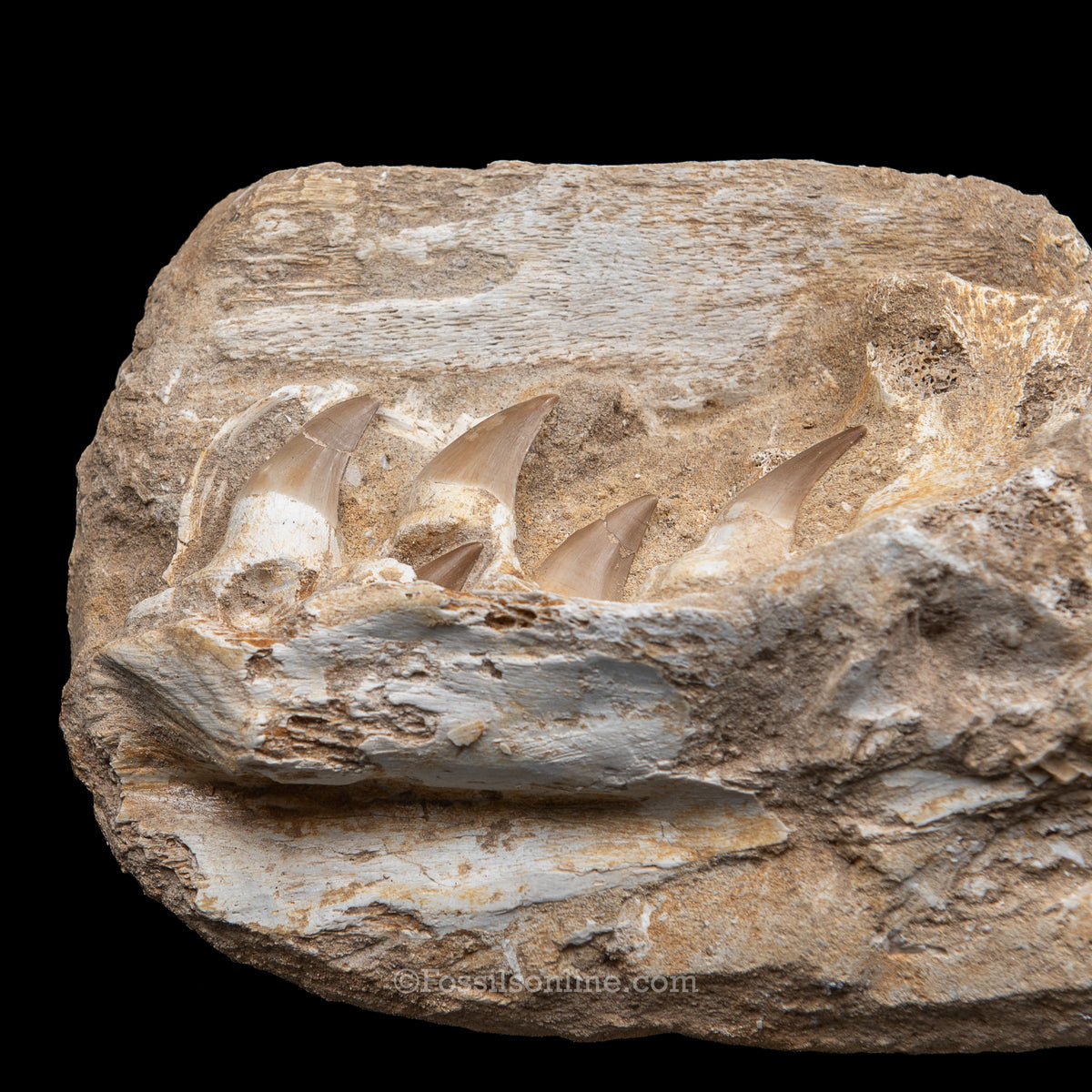 Mosasaur Jaws in Matrix