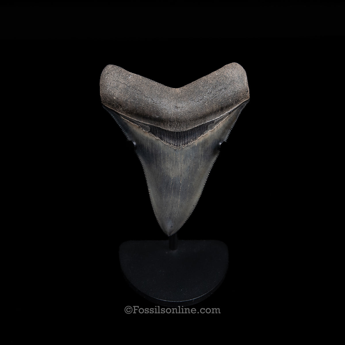Genuine Prehistoric Fossil Tooth — Meg 3.74", Peace River FL
