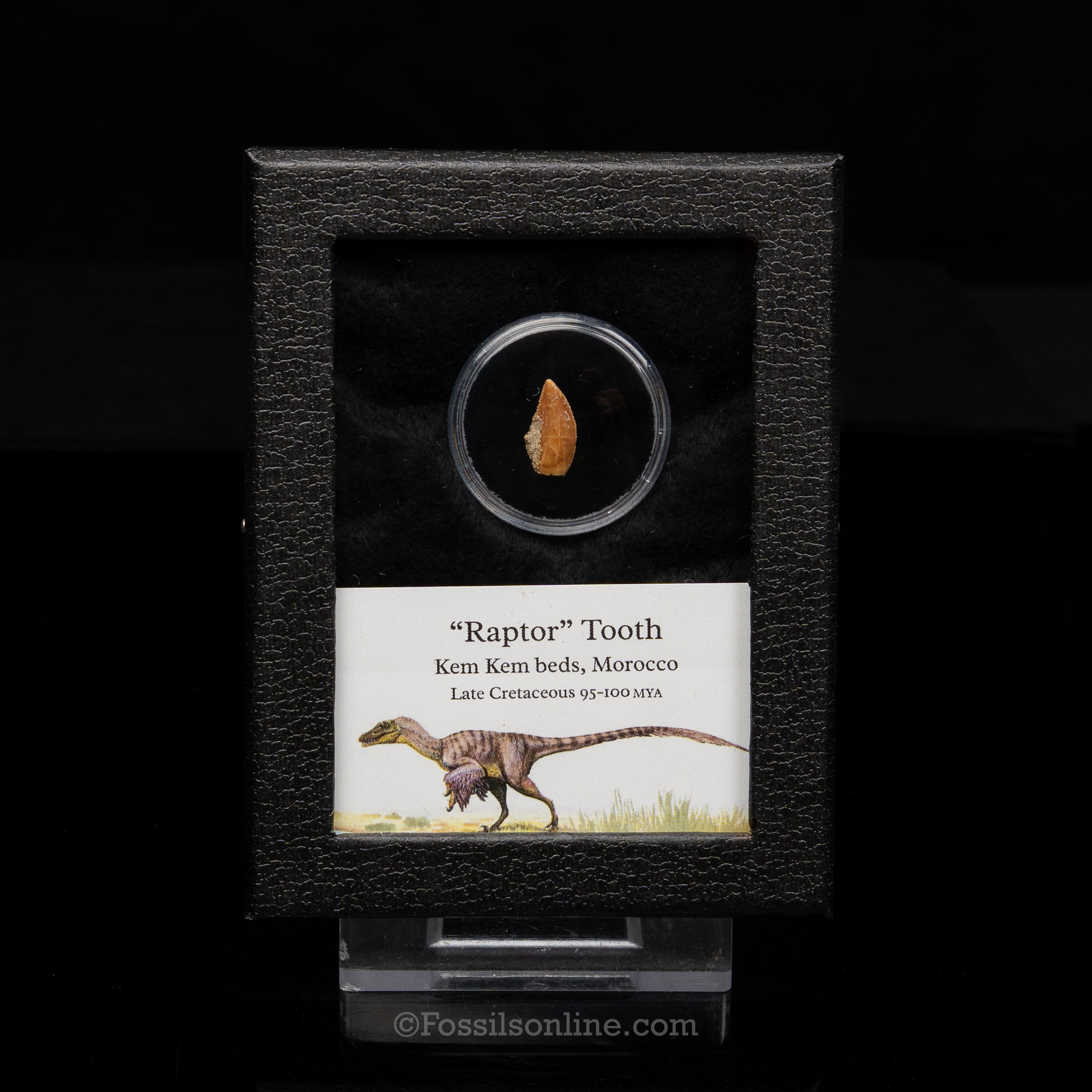 Theropod Dinosaur Tooth "Raptor" in a sm display case