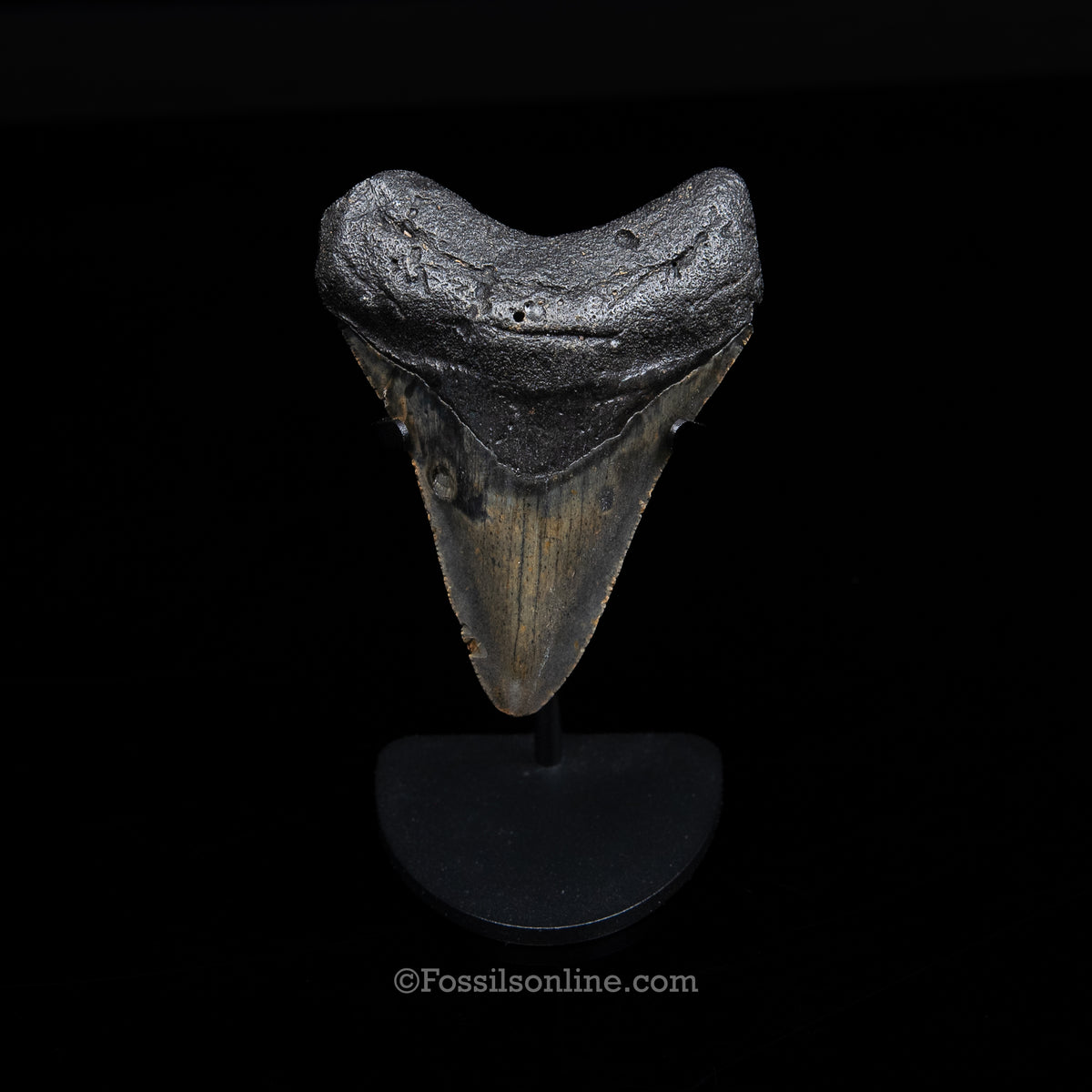 Genuine Prehistoric Fossil Tooth — Meg 3.70", North Carolina