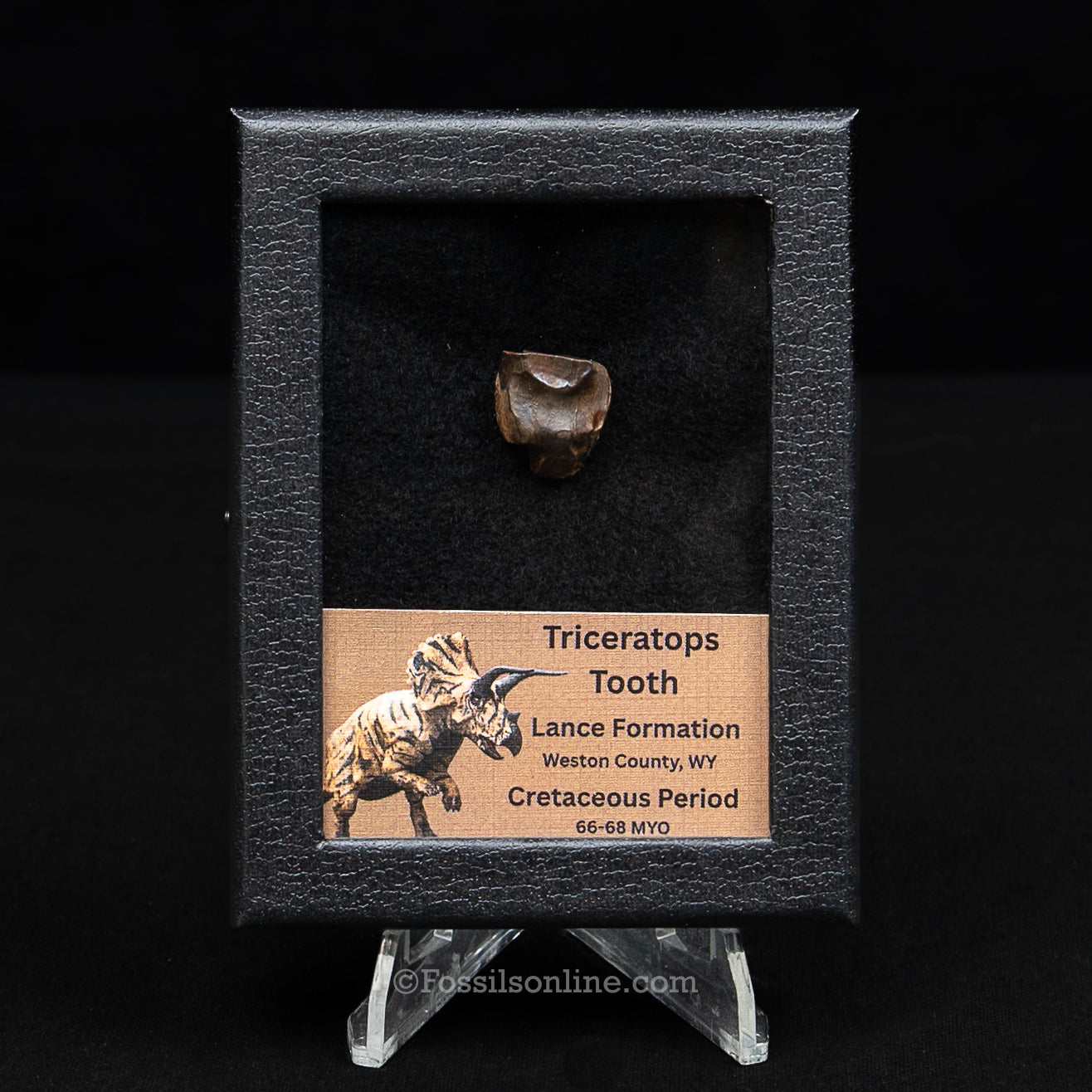 LG Triceratops Tooth in Case Lance FM
