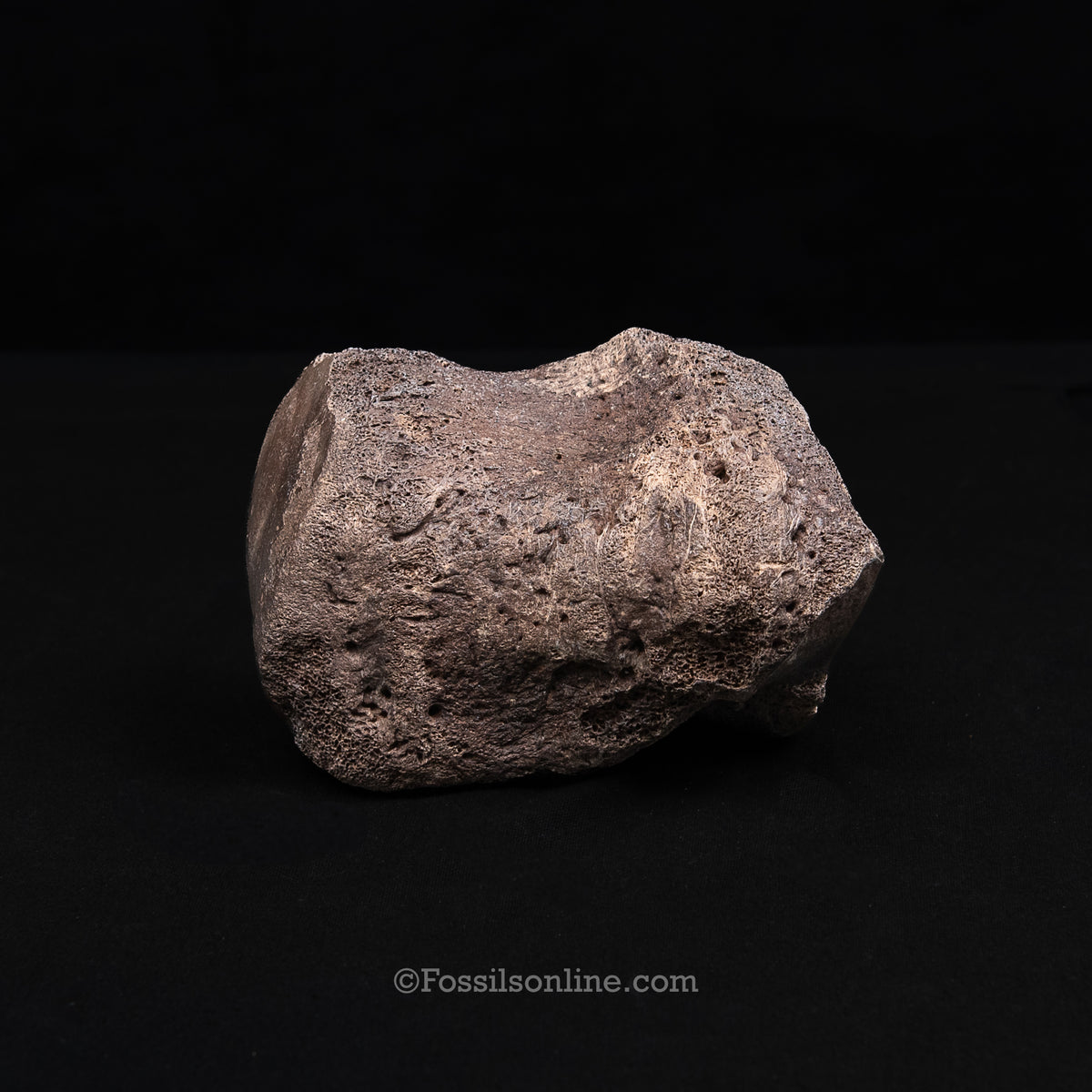 Pleistocene Columbian Mammoth Toe Bone FL