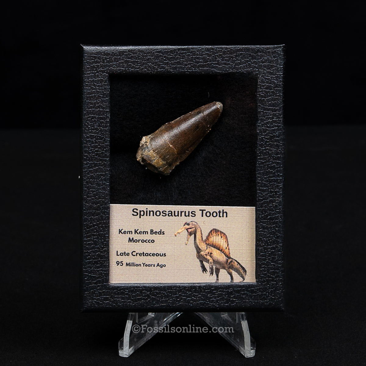 Spinosaurus Dinosaur Tooth Sm Case