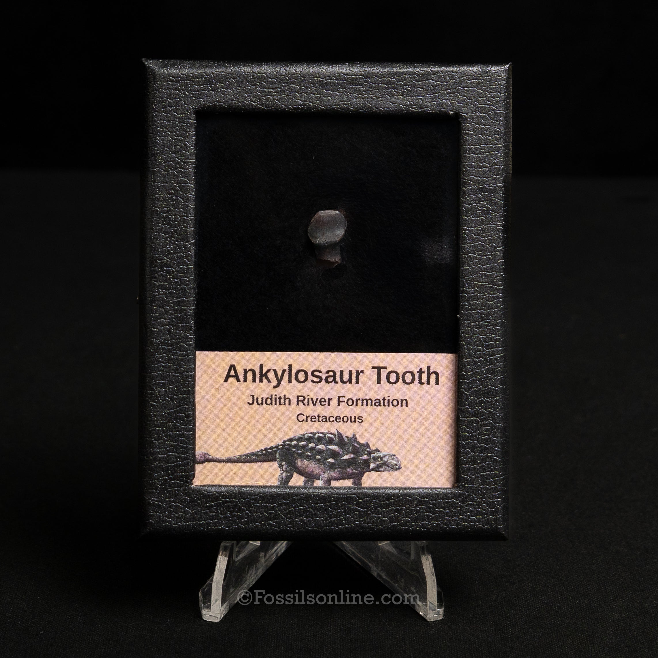 Ankylosaur Tooth In SM Display Case