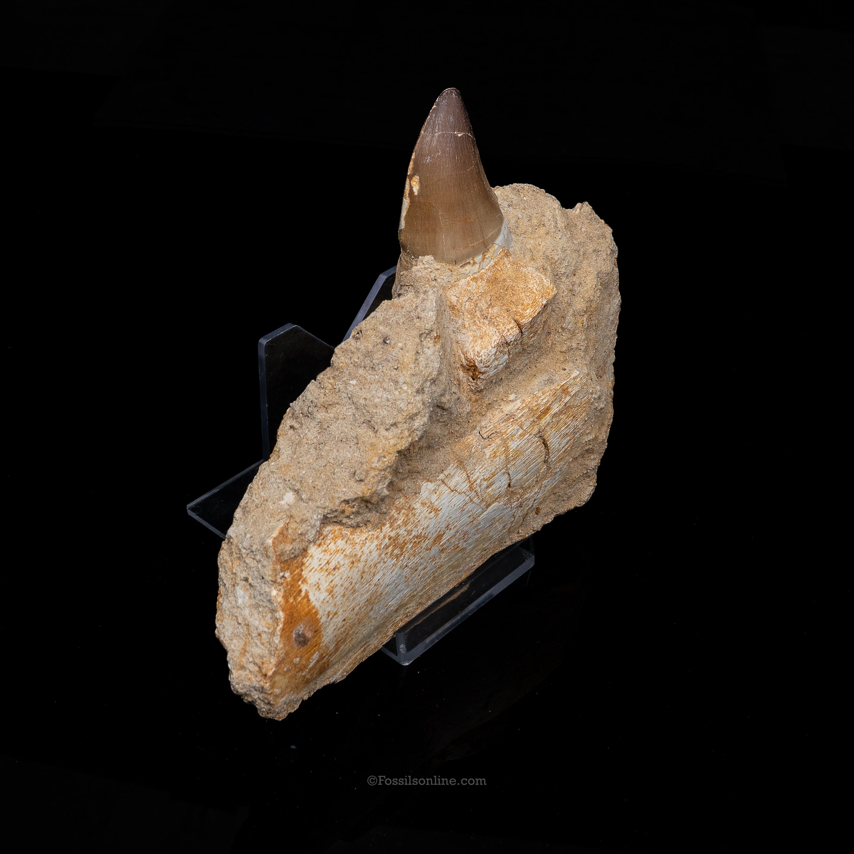 Mosasaur Jaw in Matrix