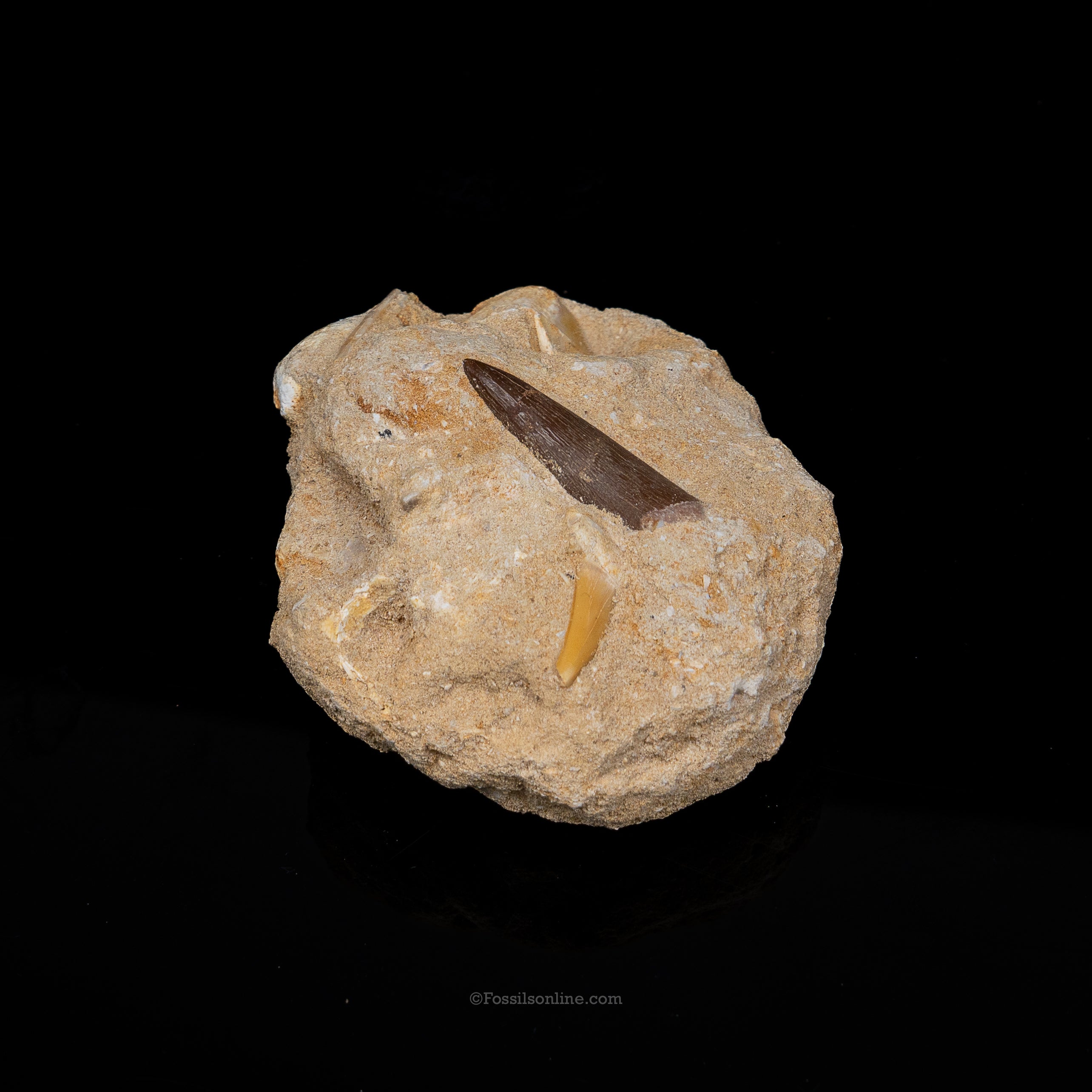 Plesiosaur & Shark Teeth in Original Matrix