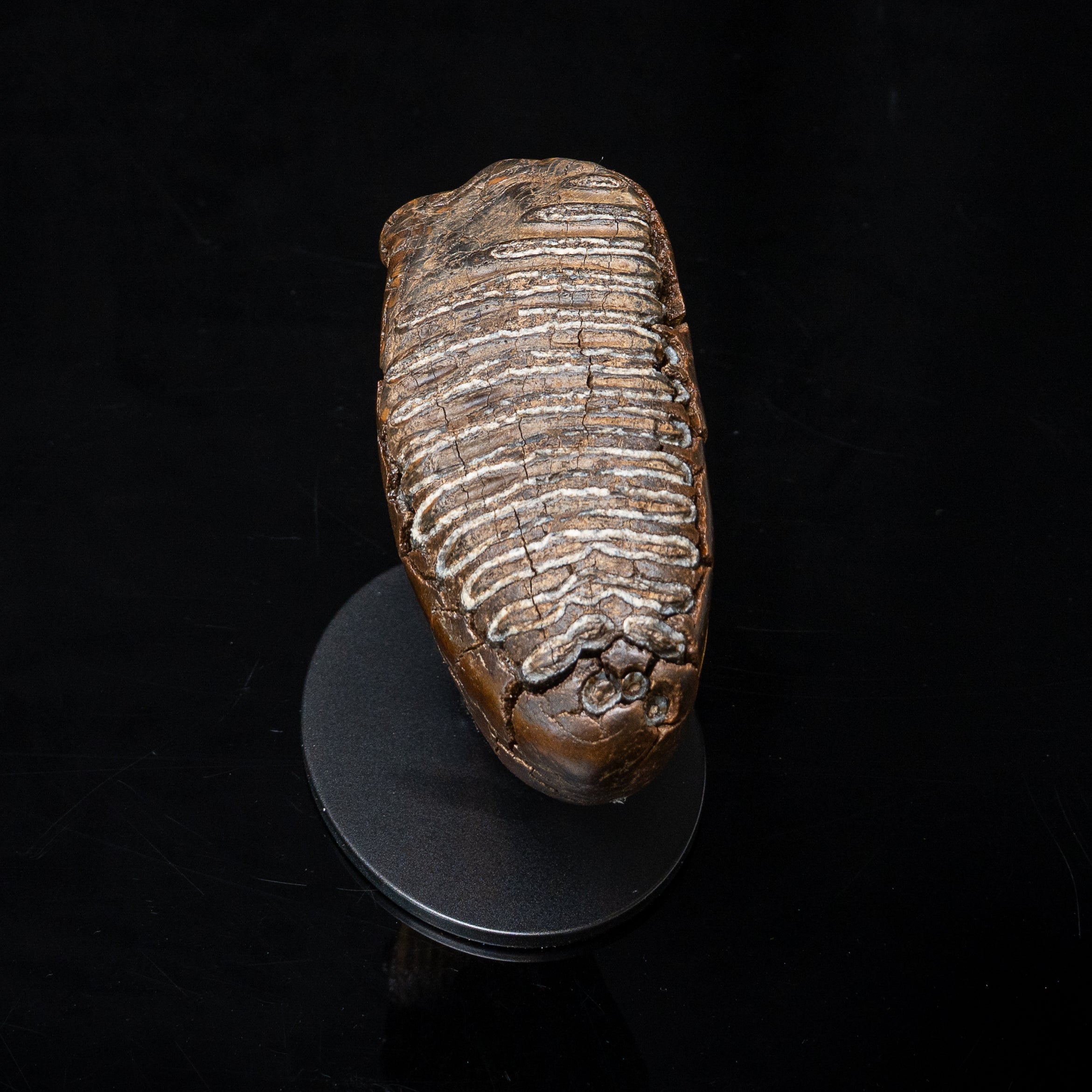 Juvenile Woolly Mammoth Tooth on Display Stand
