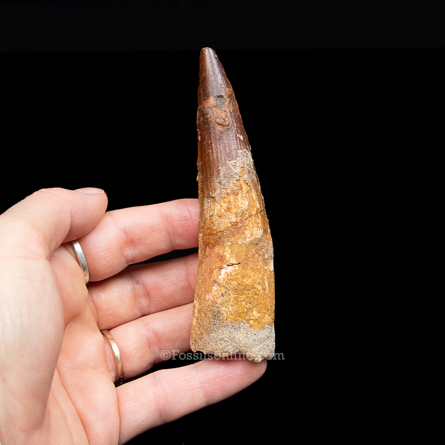 Spinosaurus Dinosaur Tooth in Lg Case