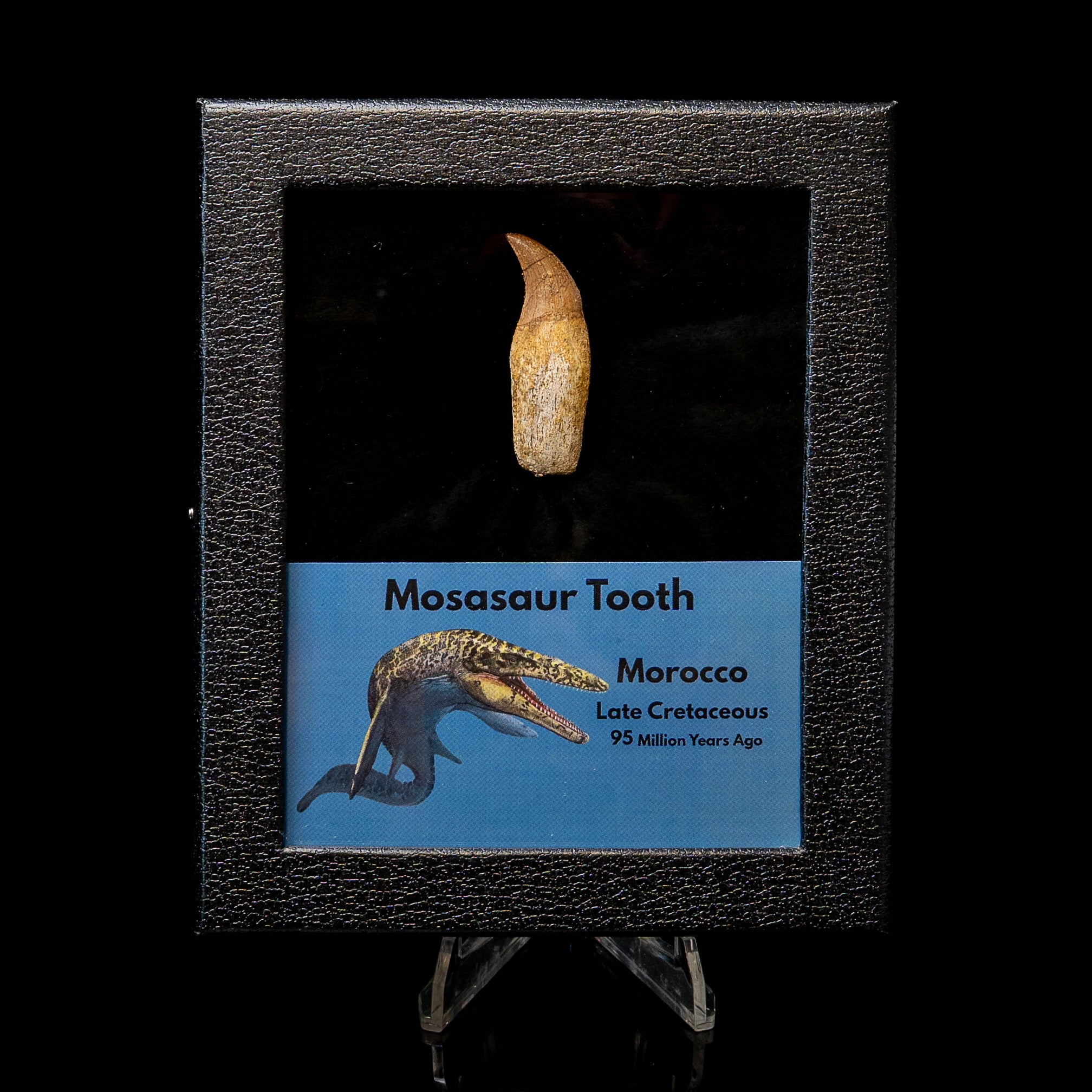 Rooted Mosasaurus Tooth