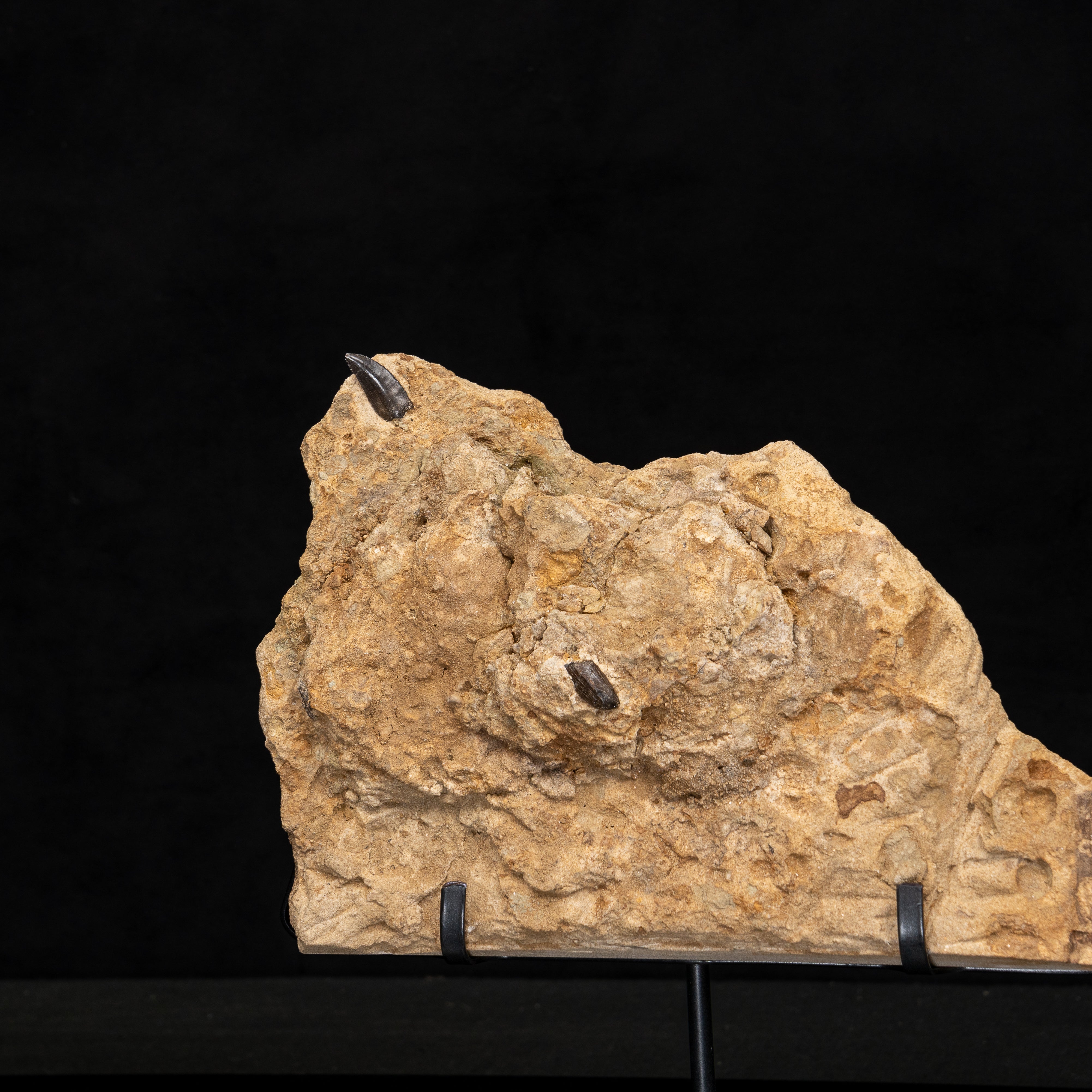 Allosaurus Teeth in Matrix