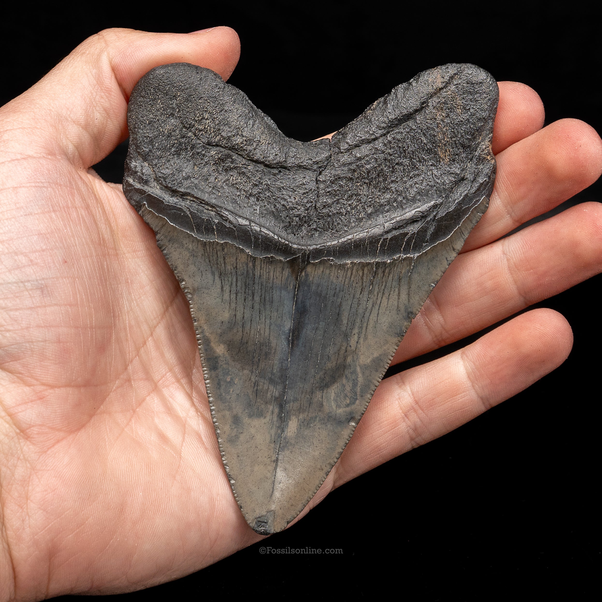 South Carolina Megalodon 4.53"