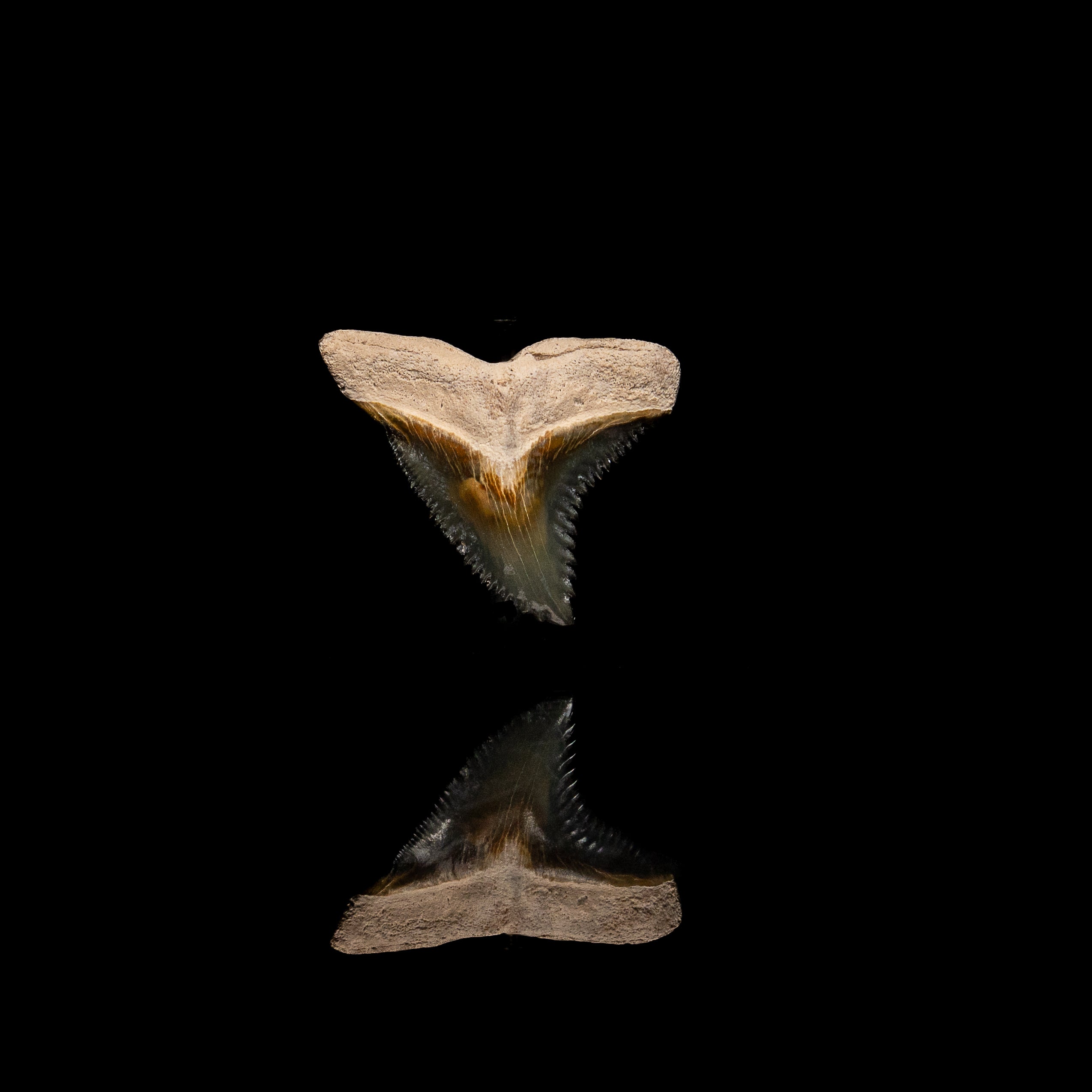 Pristine Bone Valley Hemipristis 1.31"