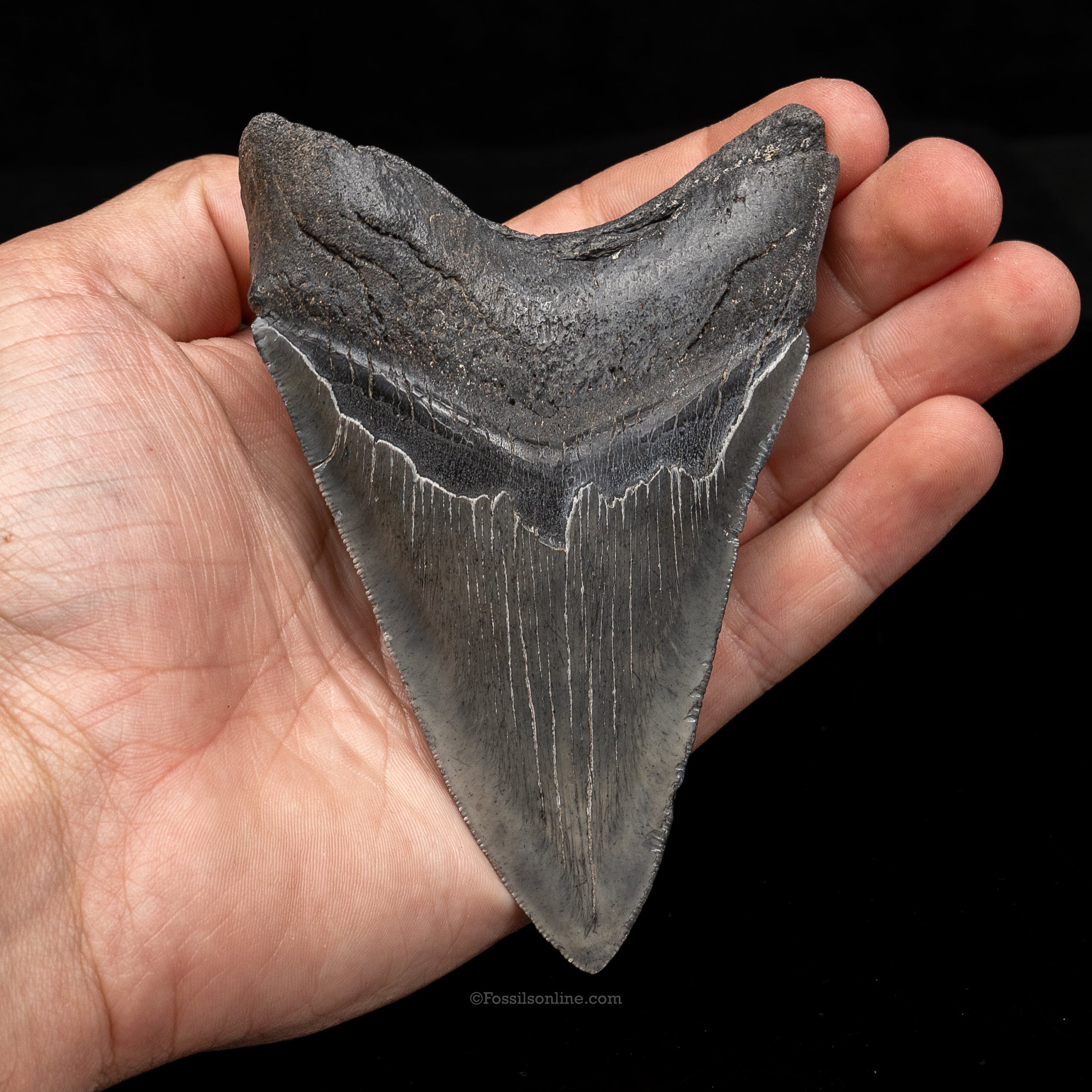 South Carolina Megalodon 4.45"