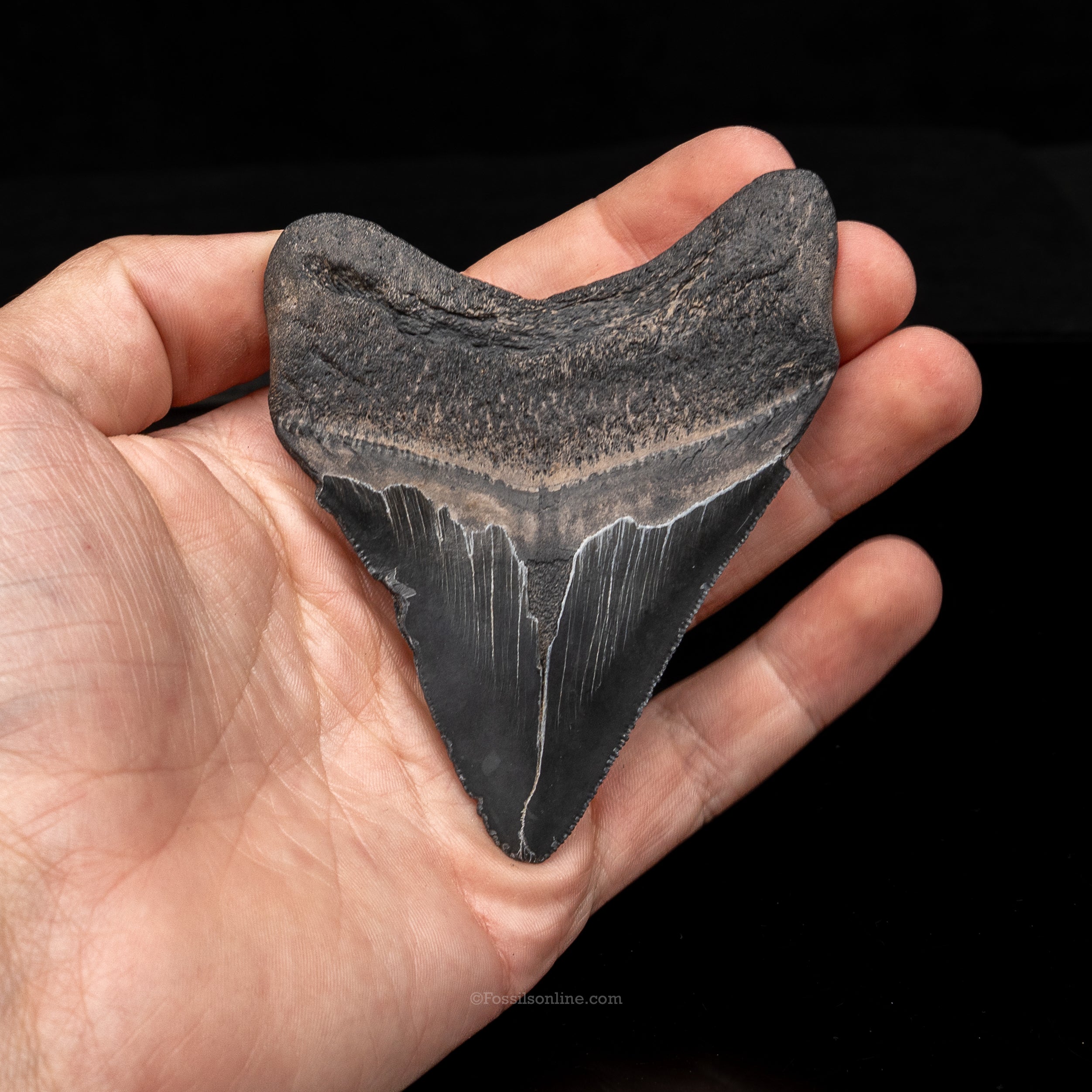 South Carolina Megalodon 3.74"