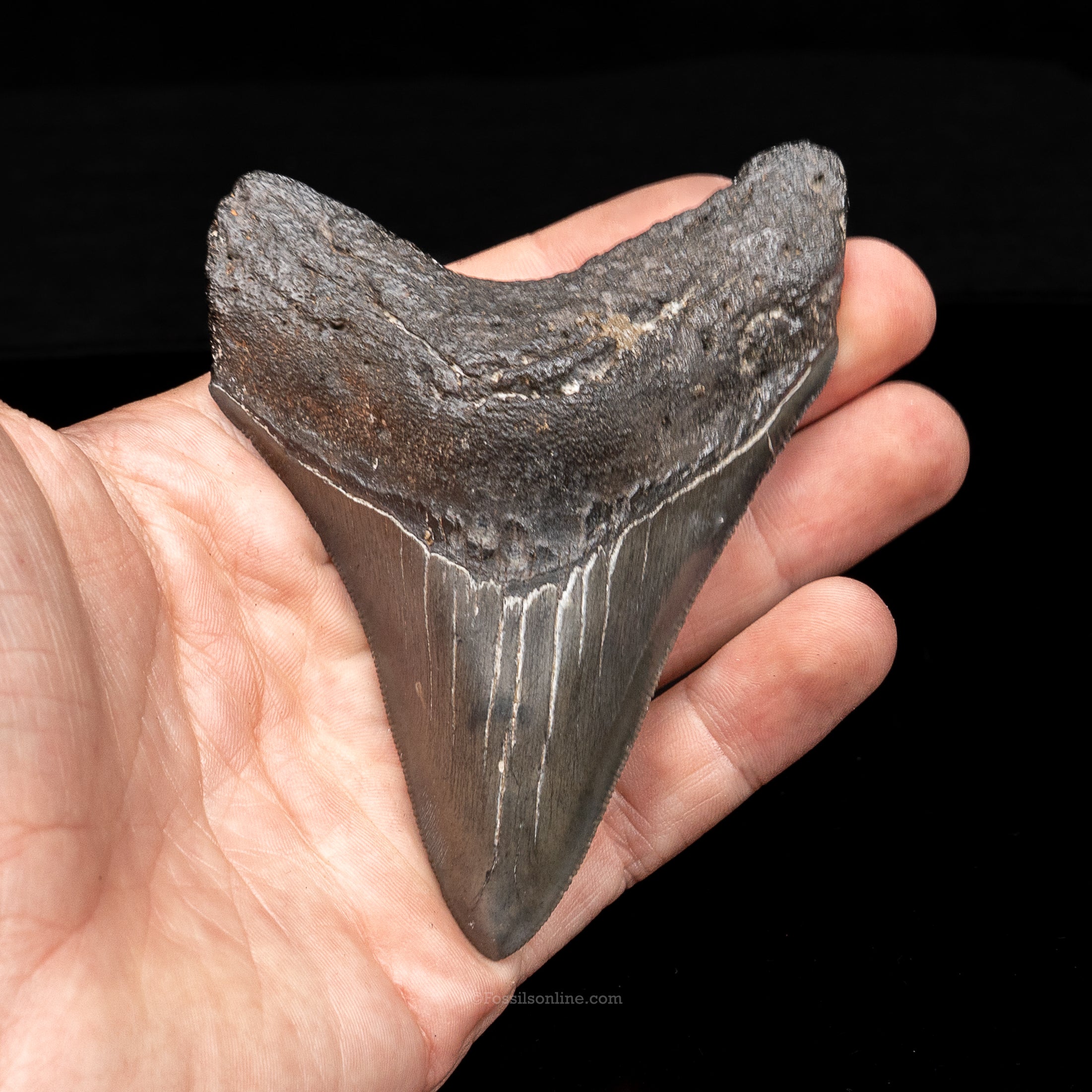 South Carolina Megalodon 4.01"