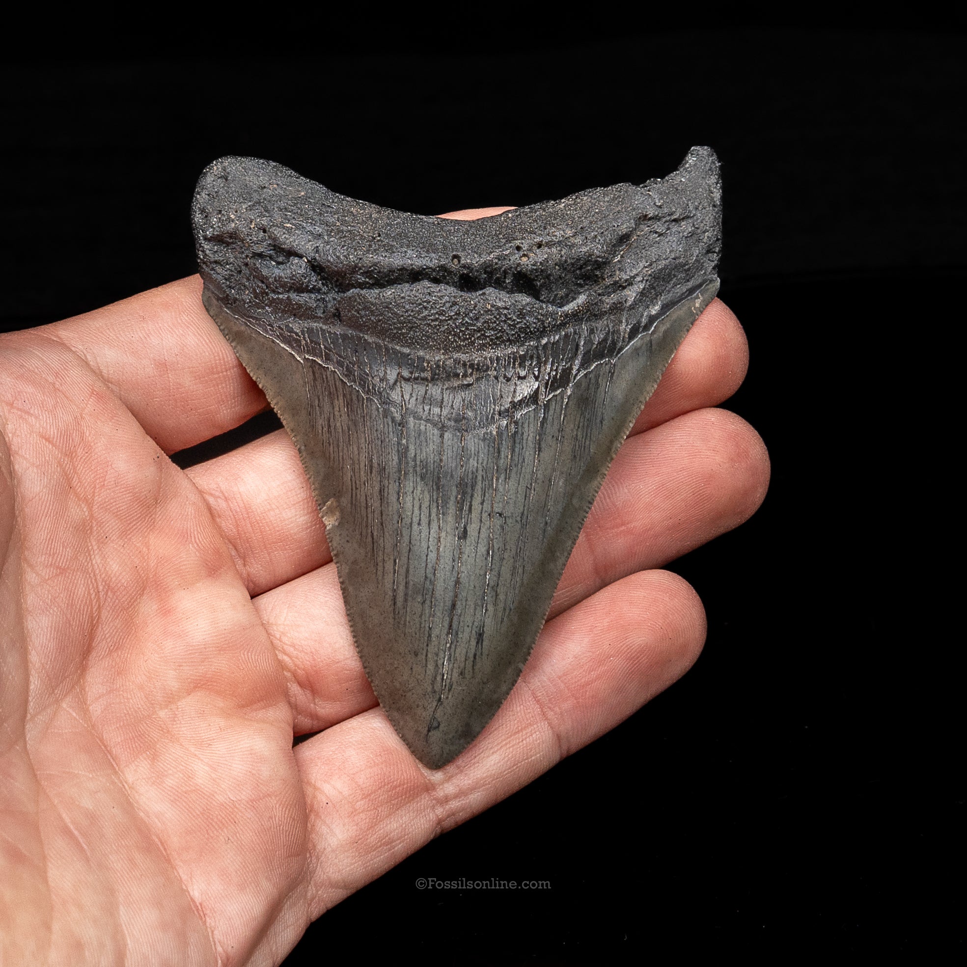 South Carolina Megalodon 3.62"