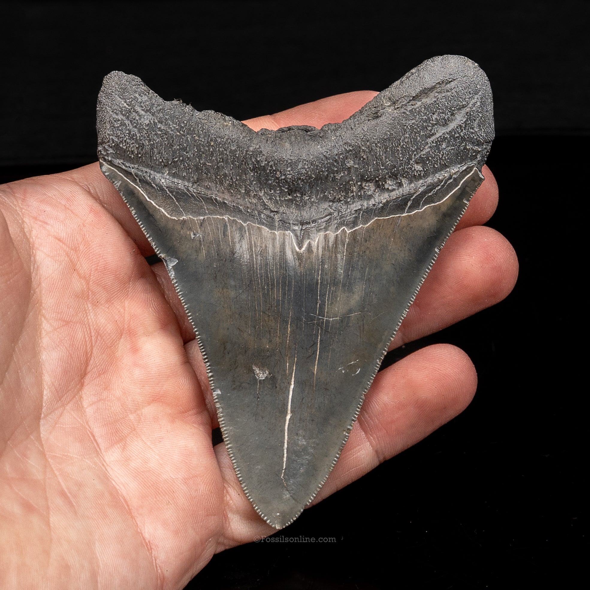 South Carolina Megalodon 3.81"