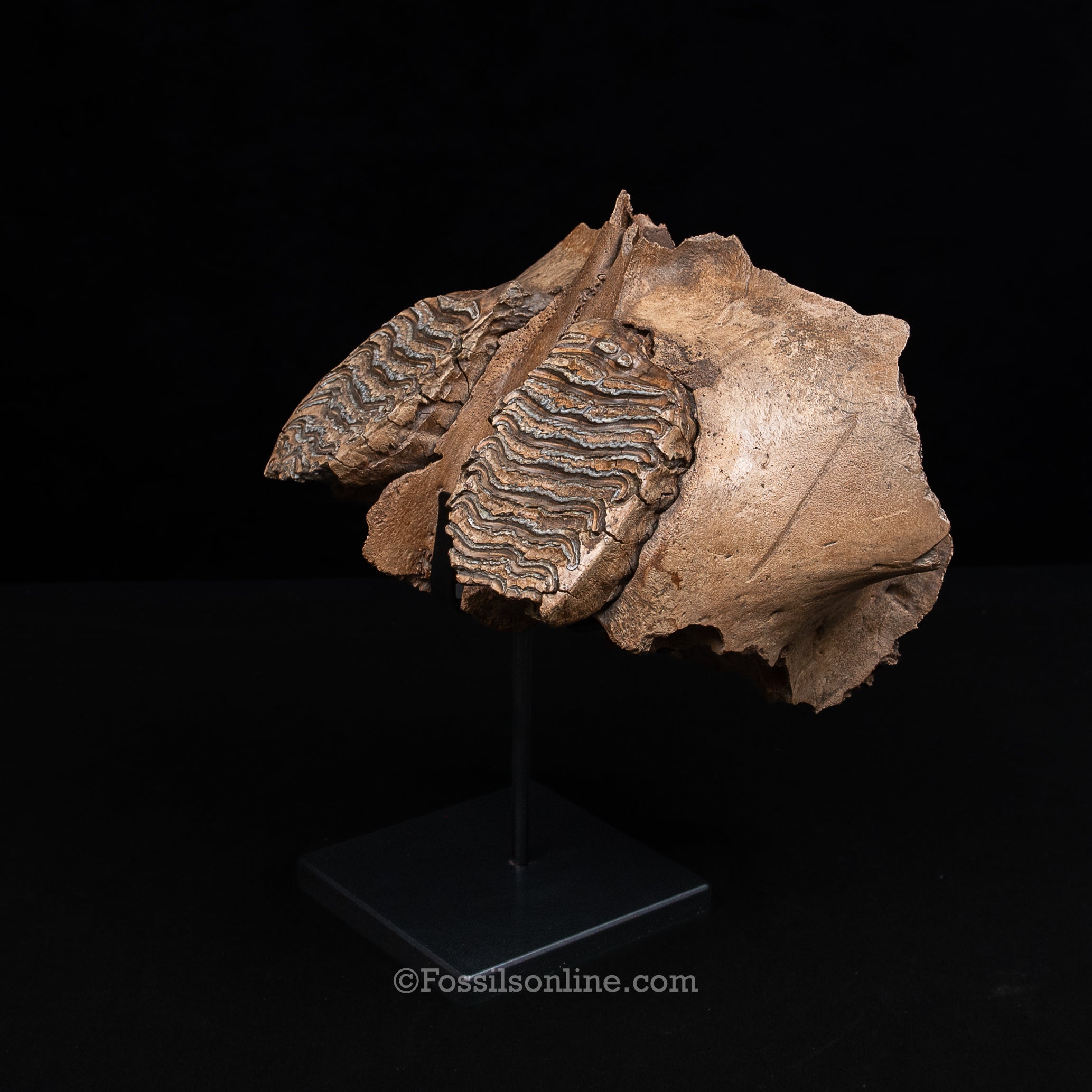 Juvenile Woolly Mammoth Maxilla on Display Stand