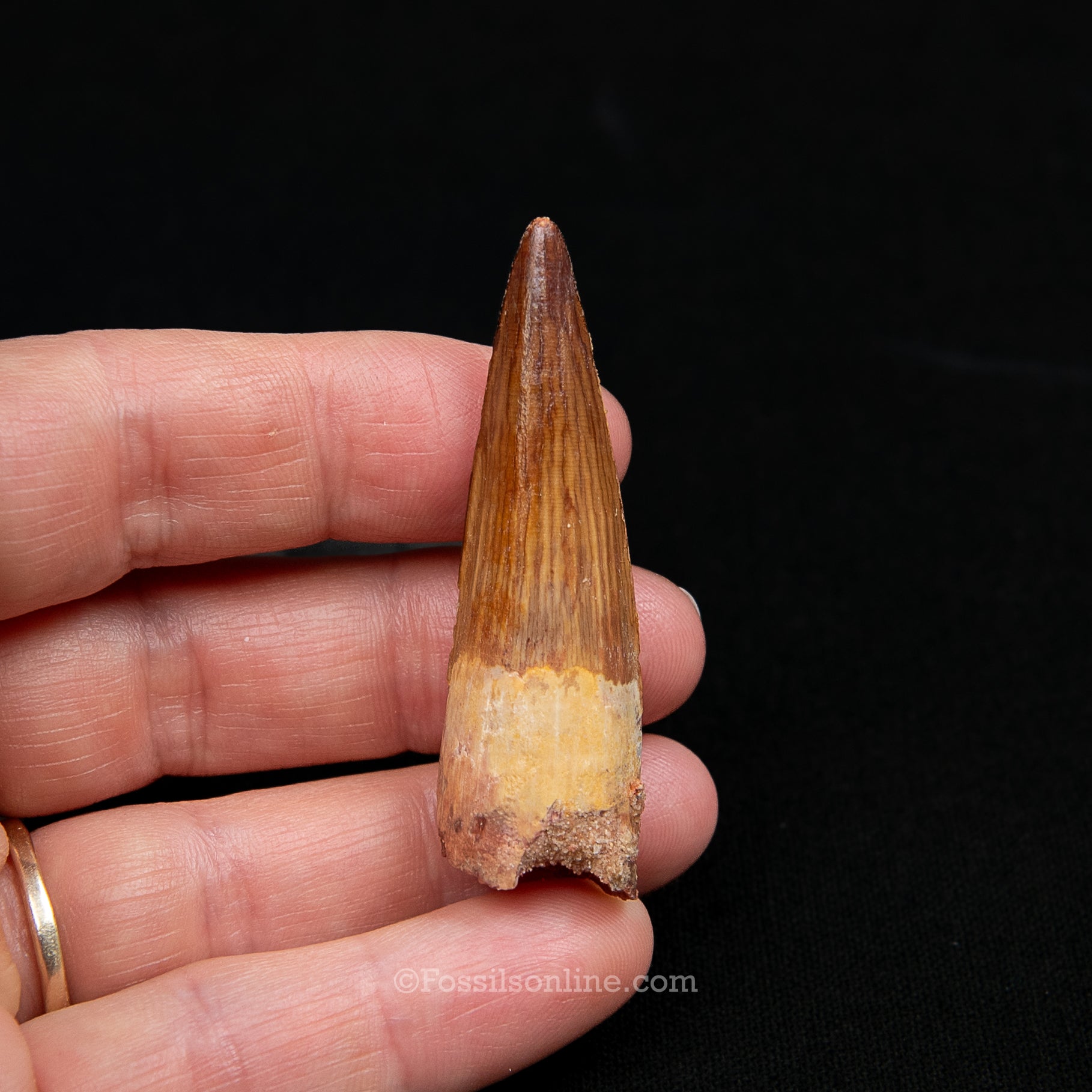 Premium Spinosaurus Dinosaur Tooth Med Case