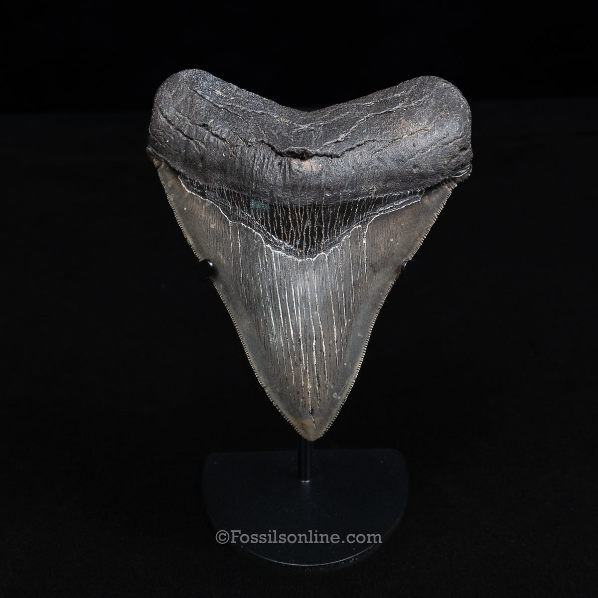GENUINE PREHISTORIC FOSSIL TOOTH — MEG 4.77", South Carolina