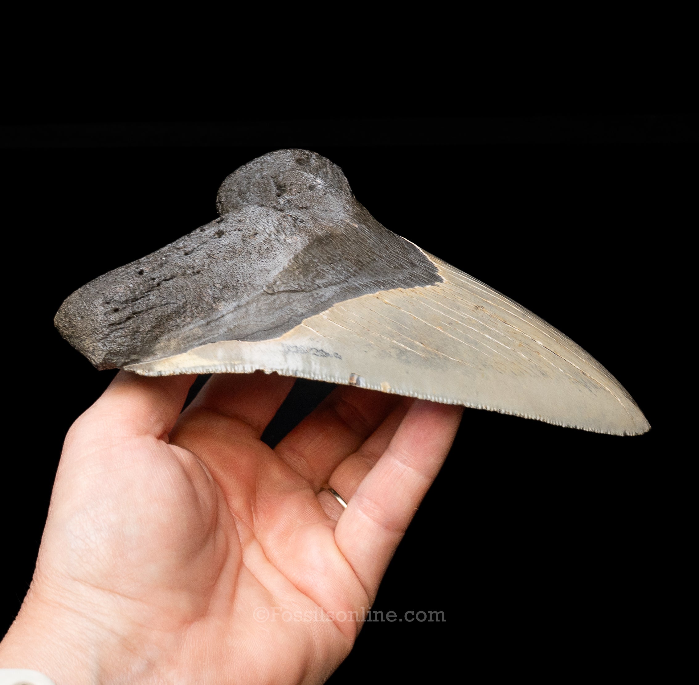 North Carolina Megalodon 6.125"