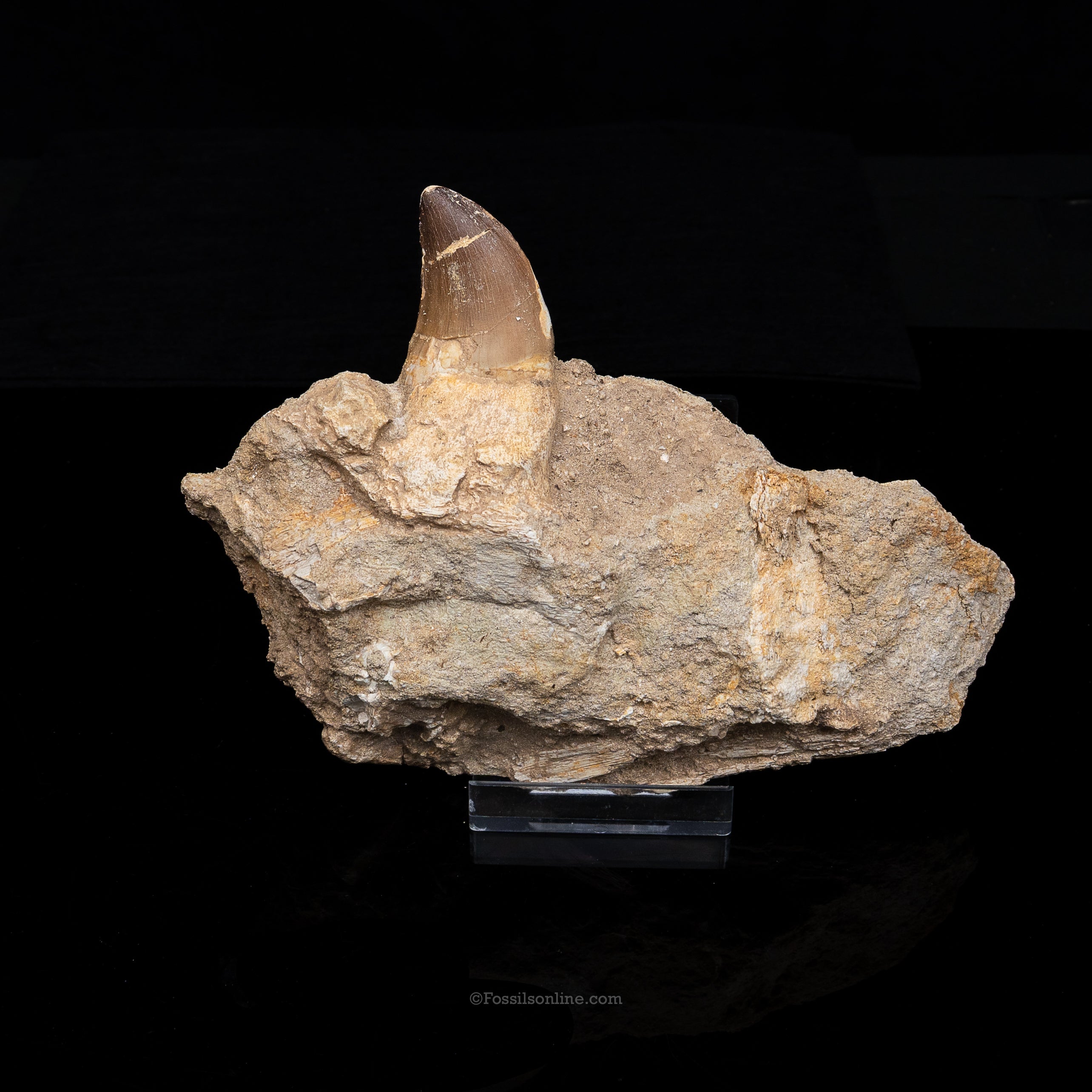 Mosasaur Jaw in Matrix