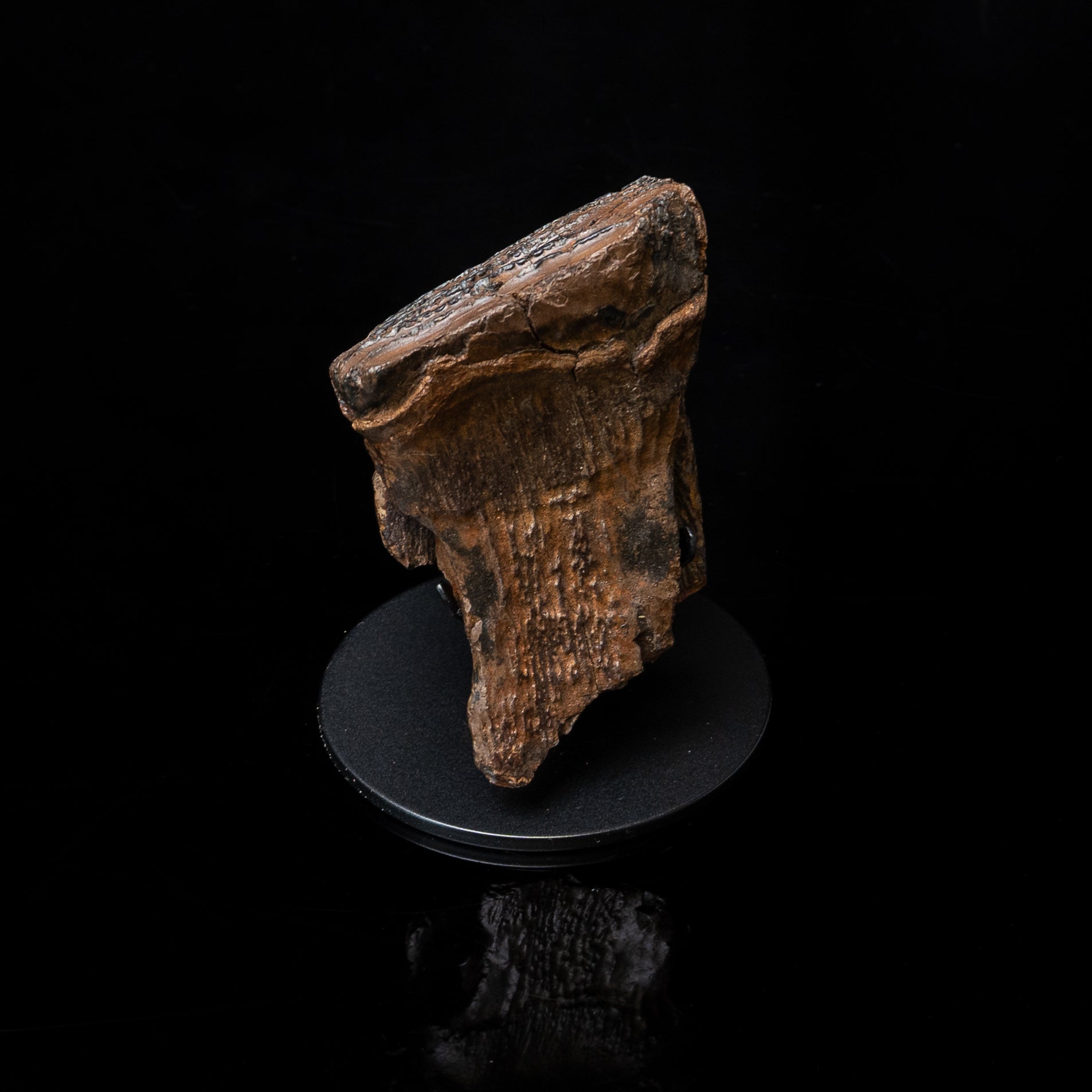 Juvenile Woolly Mammoth Tooth on Display Stand