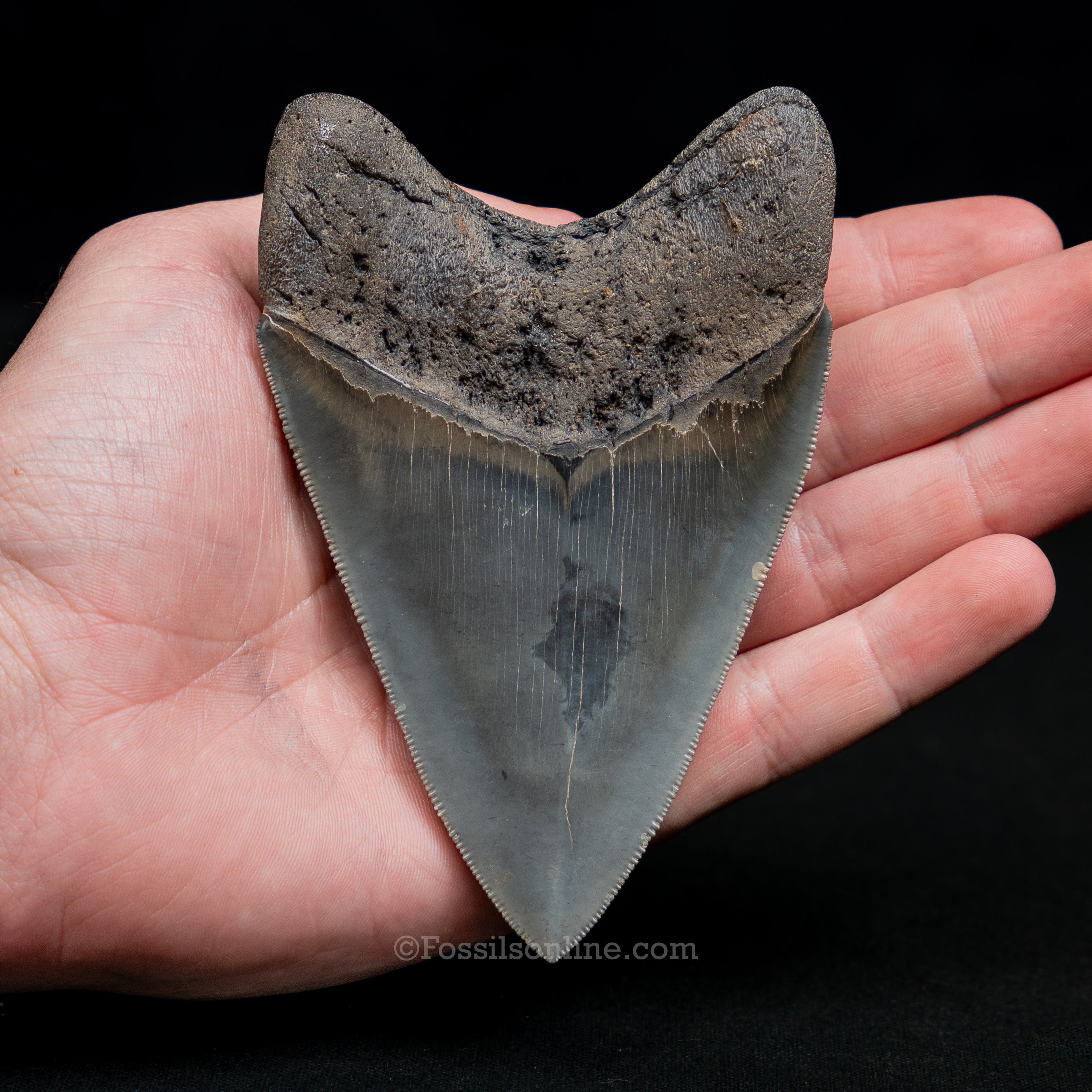 South Carolina Megalodon 4.57"