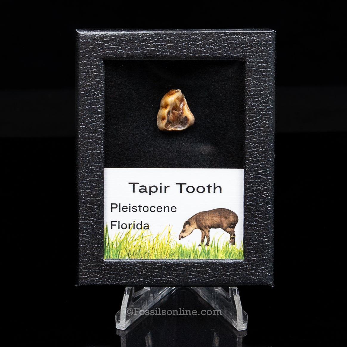 Fossil Tapir Tooth in a sm Case