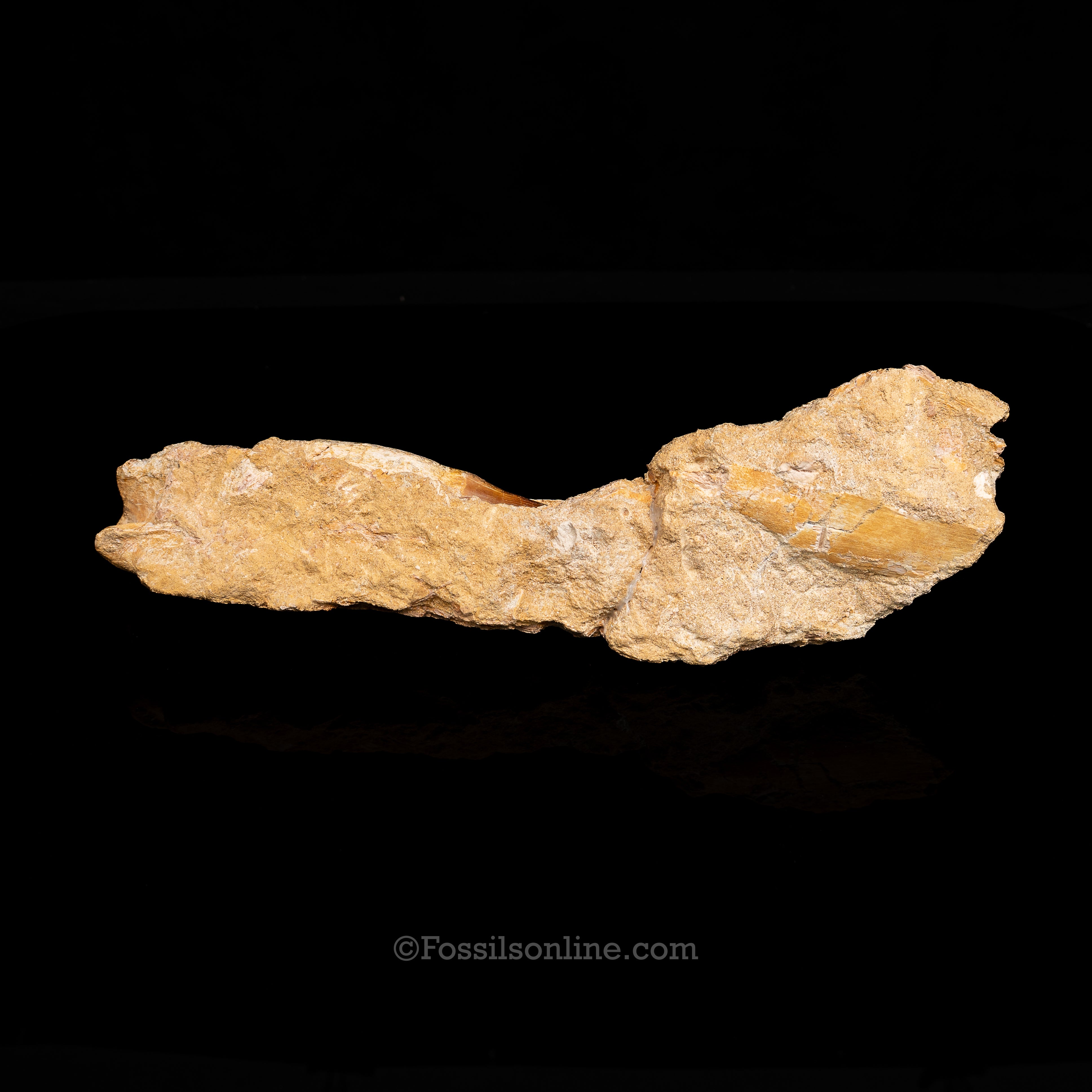 Mosasaur Jaw in Matrix