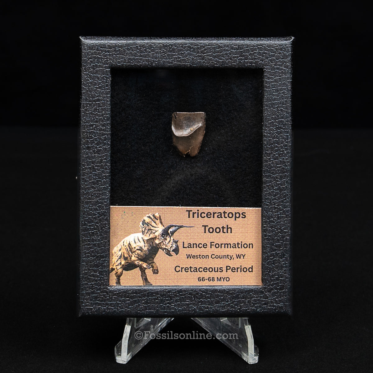 LG Triceratops Tooth in Case Lance FM