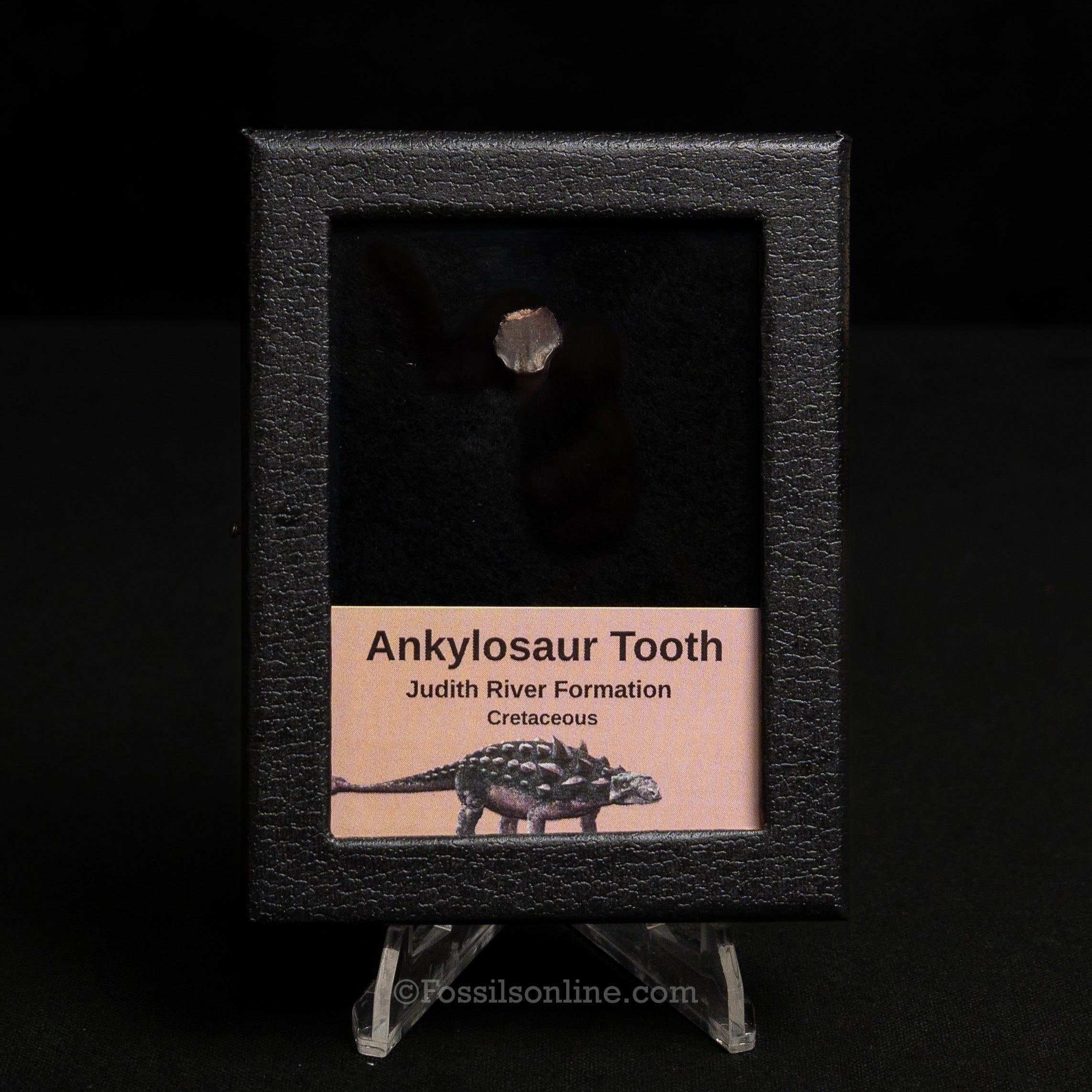 Ankylosaur Tooth In SM Display Case