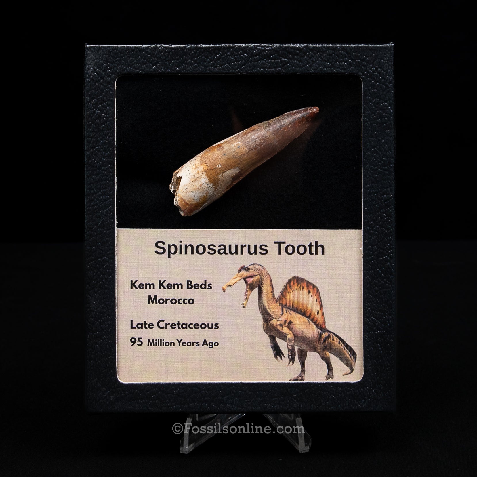 Spinosaurus Dinosaur Tooth Med Case