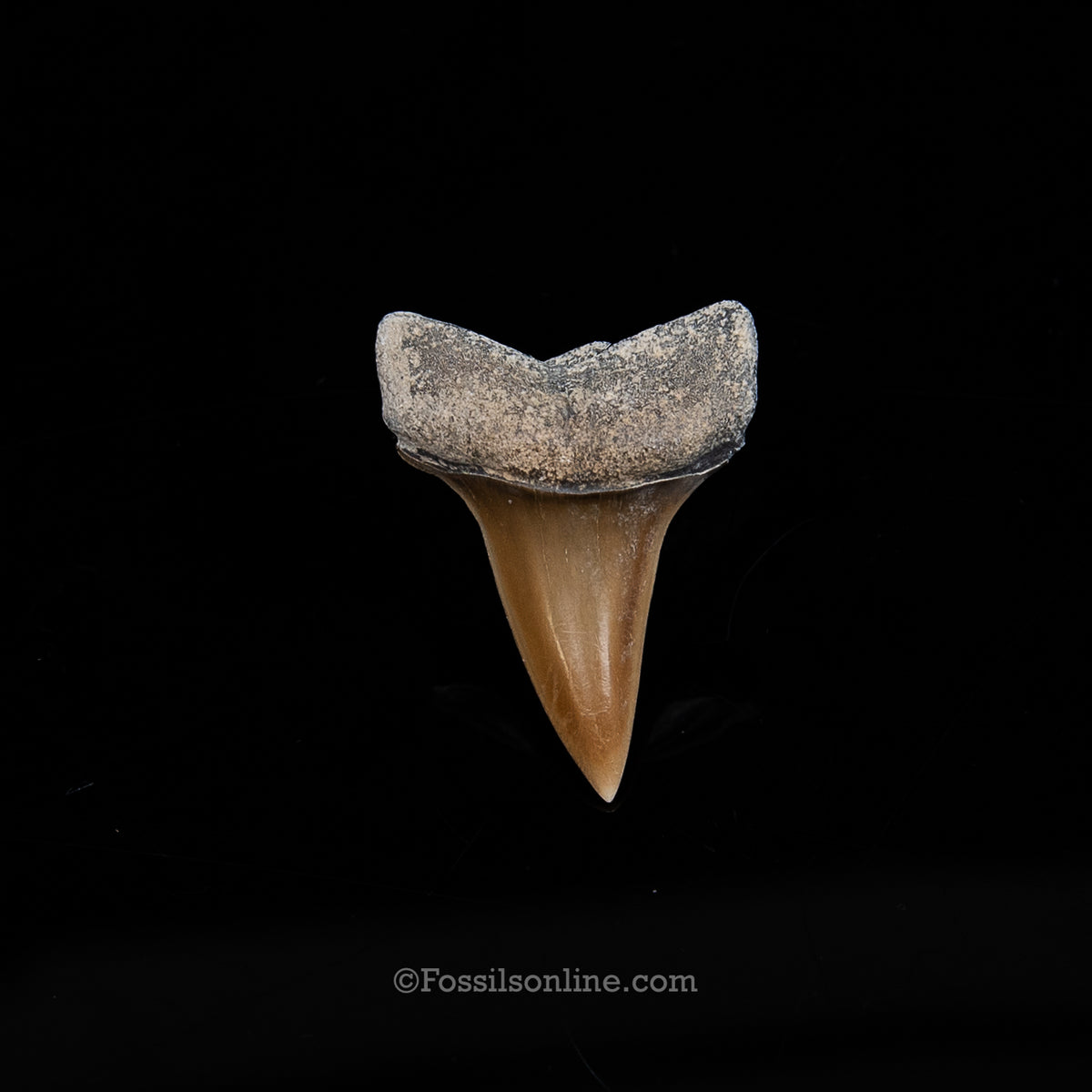 Lee Creek Fossil Mako 1.50"