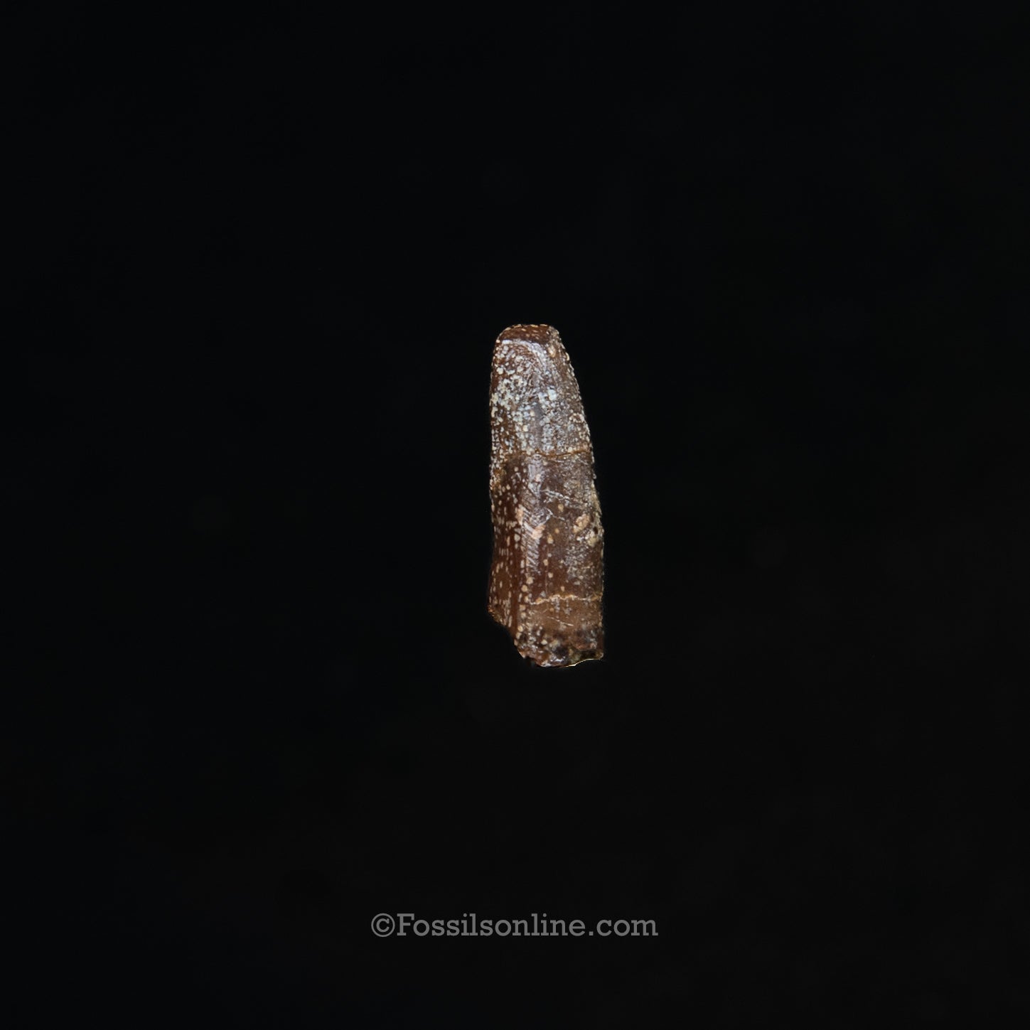 Authentic Nanotyrannus Premax tooth in a Case Lance Formation, Wyoming